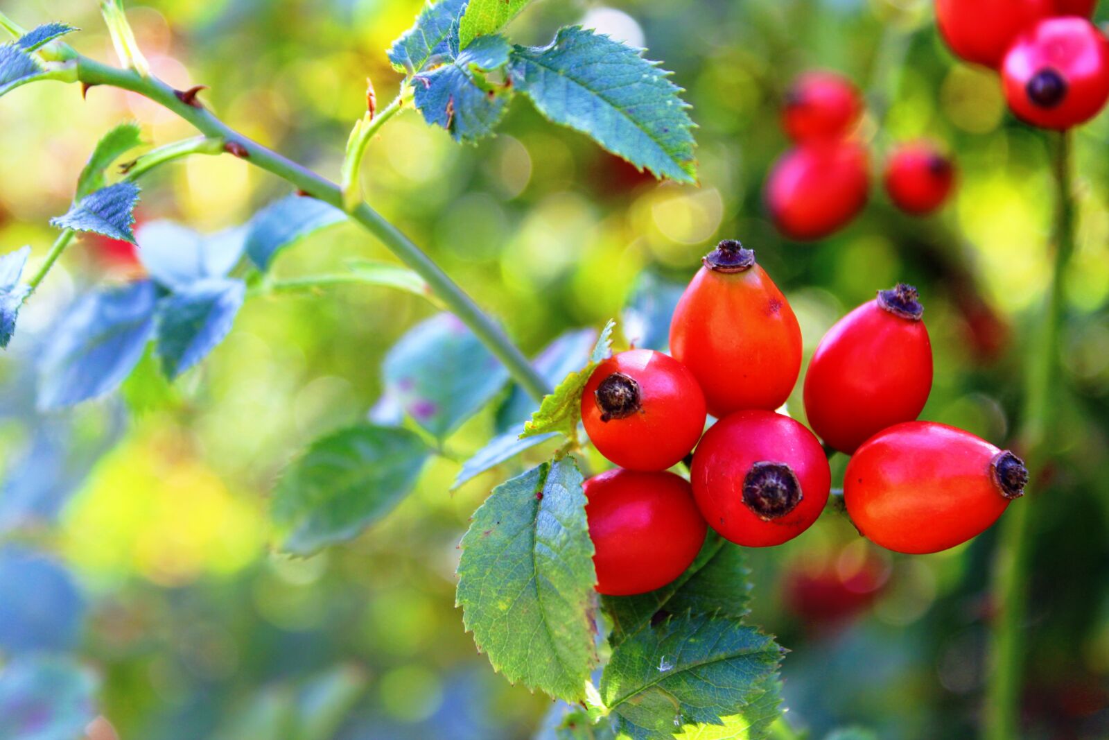 Canon EOS 2000D (EOS Rebel T7 / EOS Kiss X90 / EOS 1500D) sample photo. Rose hip, red, nature photography
