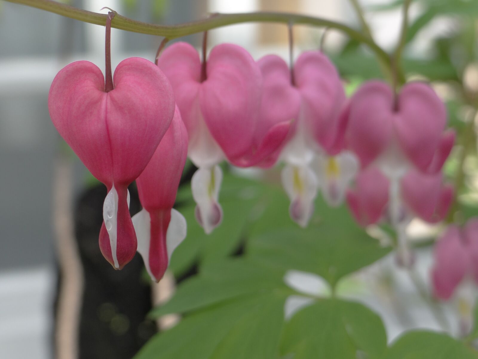Sony DSC-HX200V sample photo. Flower, heart, nature photography