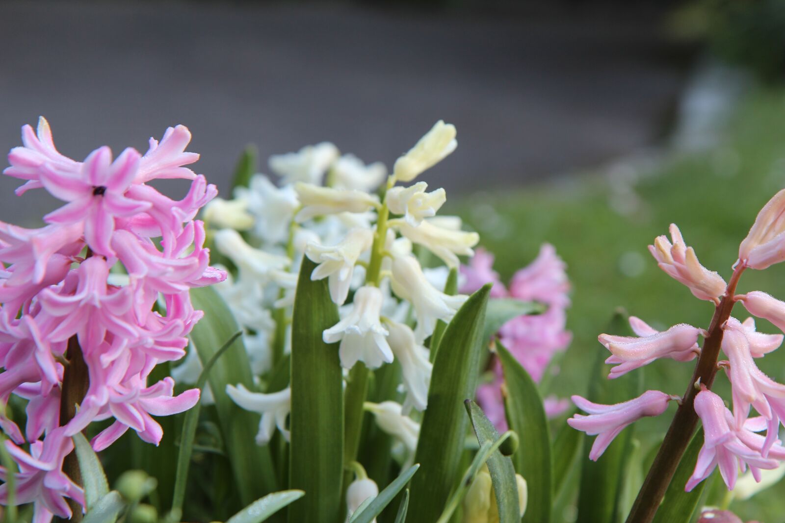 Canon EOS 600D (Rebel EOS T3i / EOS Kiss X5) sample photo. Hyacinth, wild hyacinth, spring photography