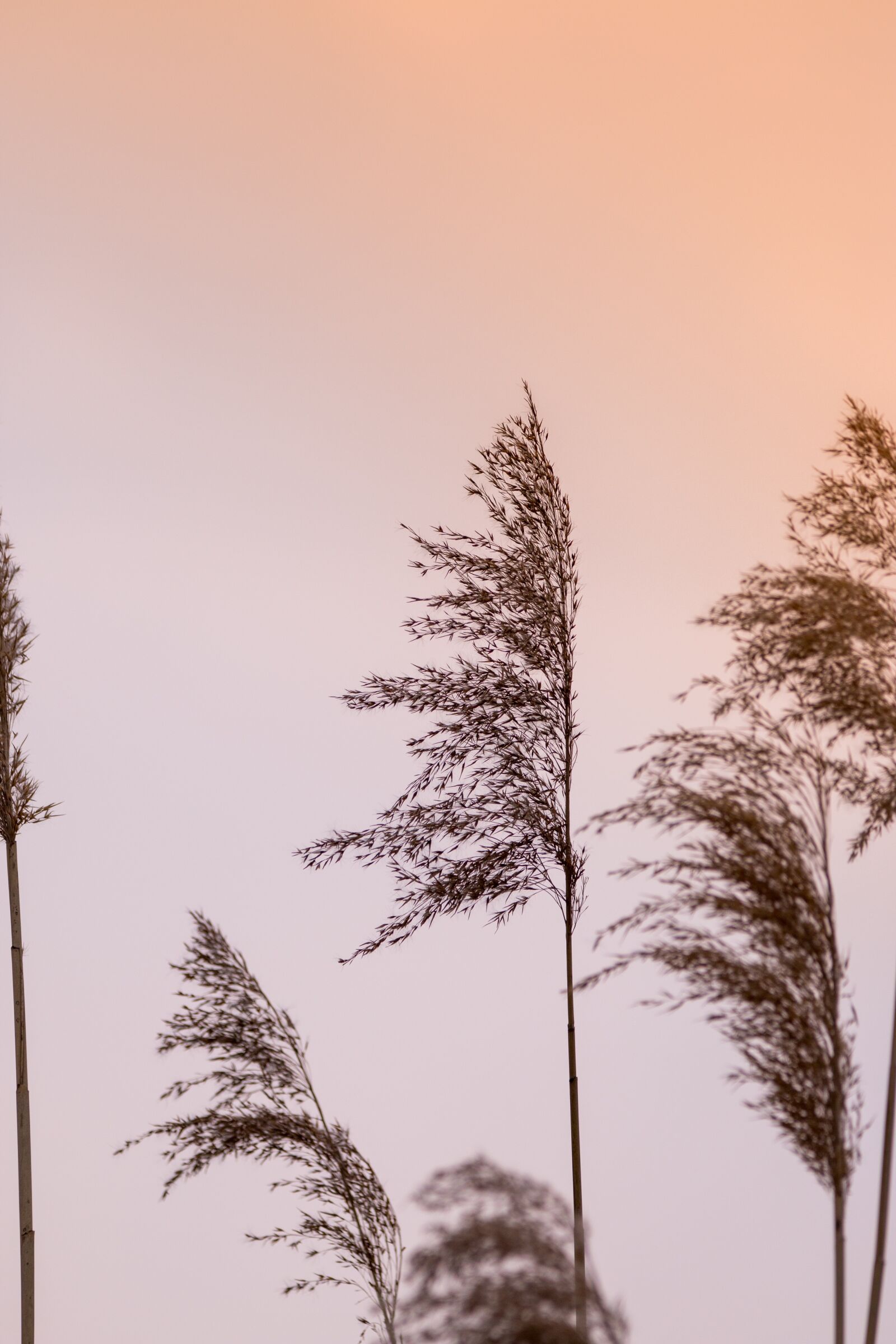 150-600mm F5-6.3 DG OS HSM | Contemporary 015 sample photo. Reed, lake, pond photography