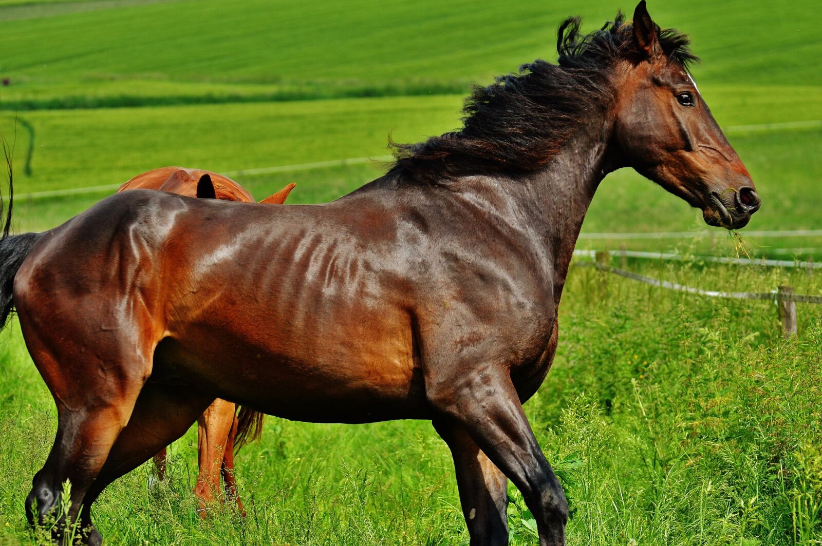 Nikon D3200 sample photo. Horse, coupling, stallion photography