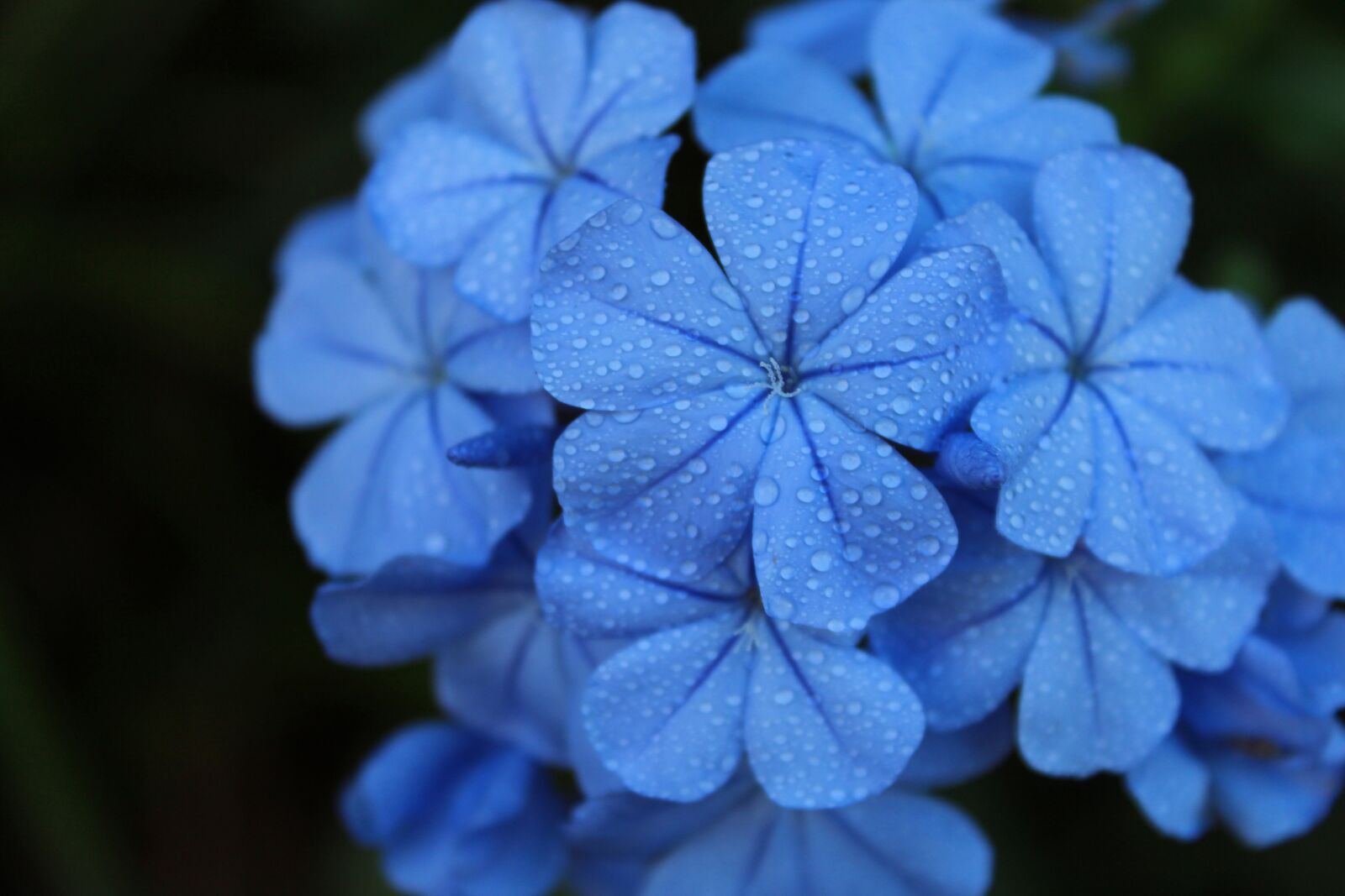 Canon EOS 1200D (EOS Rebel T5 / EOS Kiss X70 / EOS Hi) sample photo. Blue, flowers, dew photography