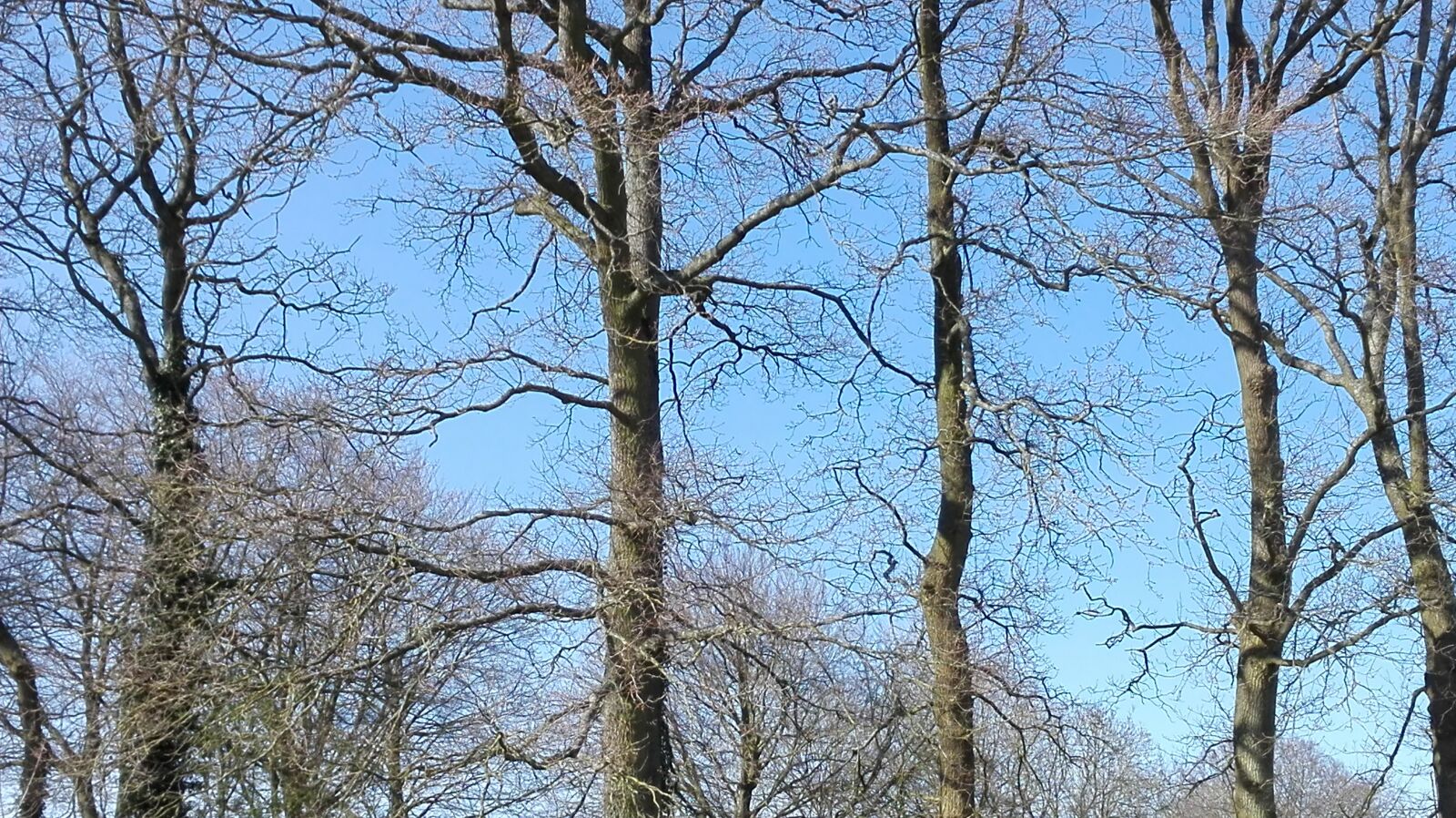 HUAWEI P8 Lite sample photo. Tree, sky, blue photography
