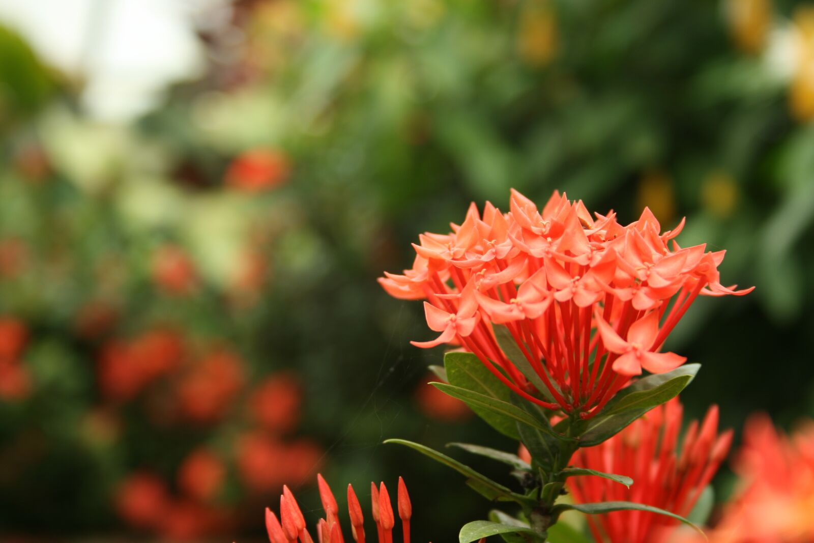Canon EOS 400D (EOS Digital Rebel XTi / EOS Kiss Digital X) sample photo. Flower, garden, green photography