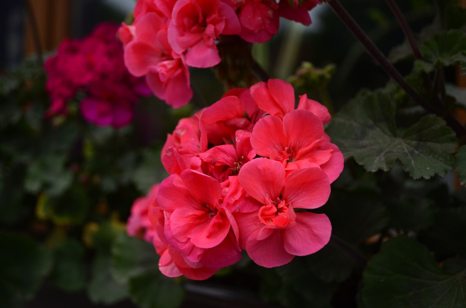 Nikon D5100 sample photo. Flower, pink flower, handsomely photography