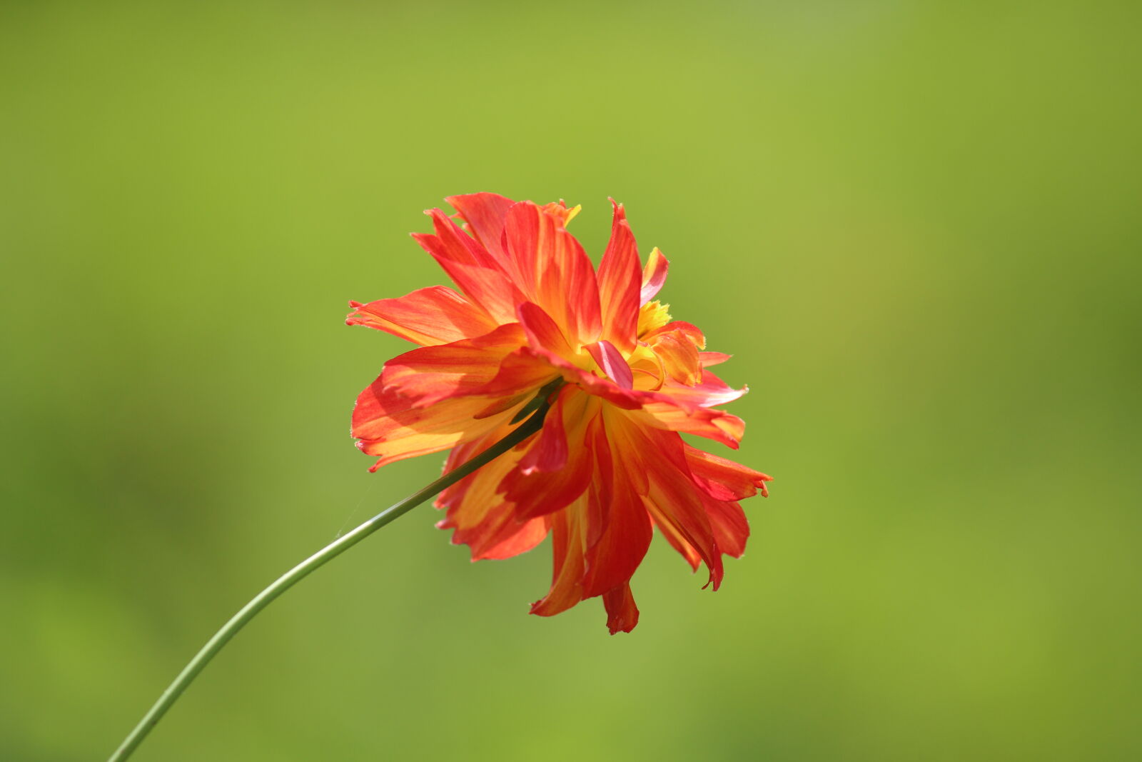 Canon EOS 700D (EOS Rebel T5i / EOS Kiss X7i) sample photo. Tilt, shift, photography, of photography