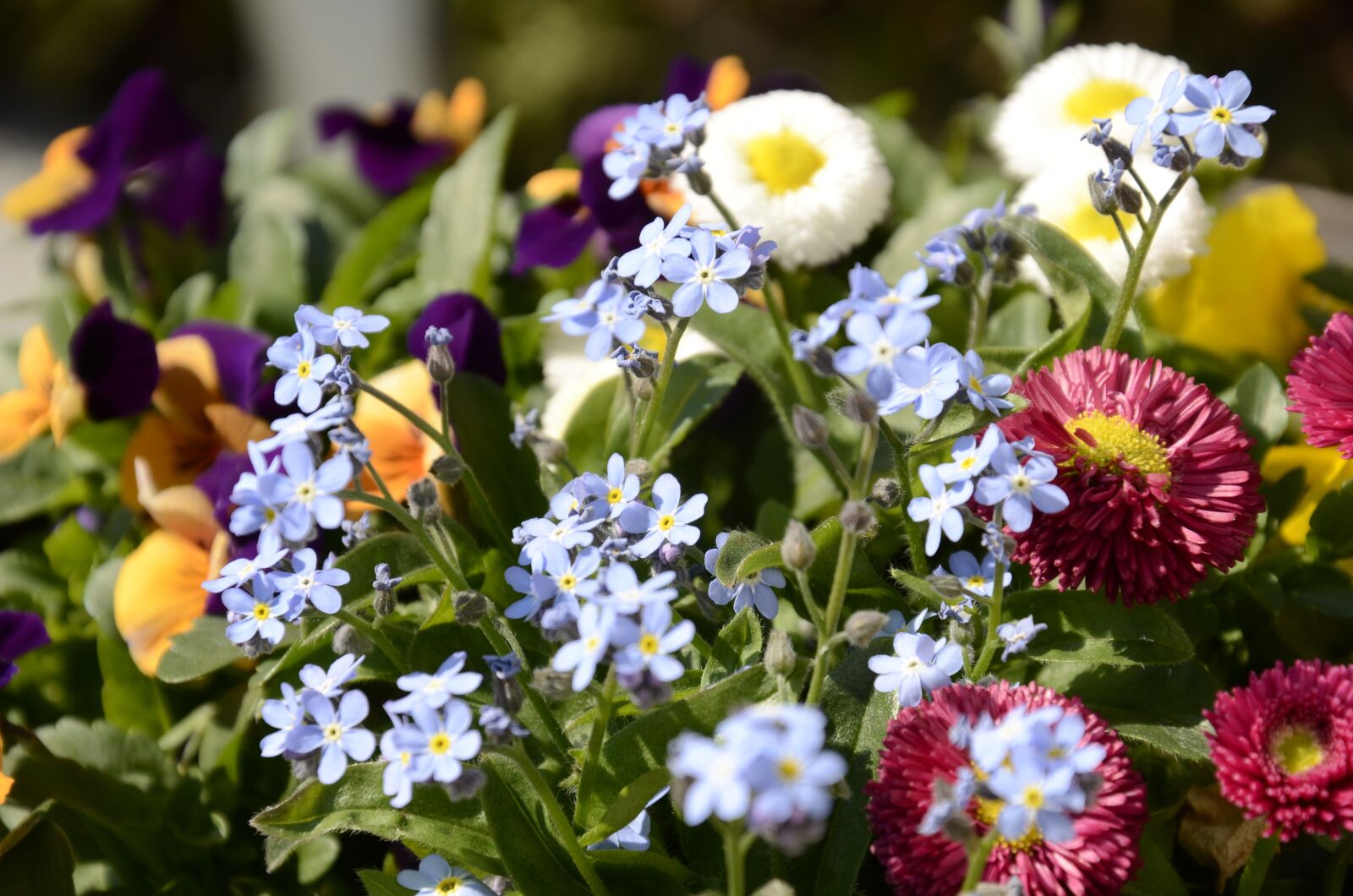 Nikon D7000 sample photo. Flowers, bellis, forget me photography