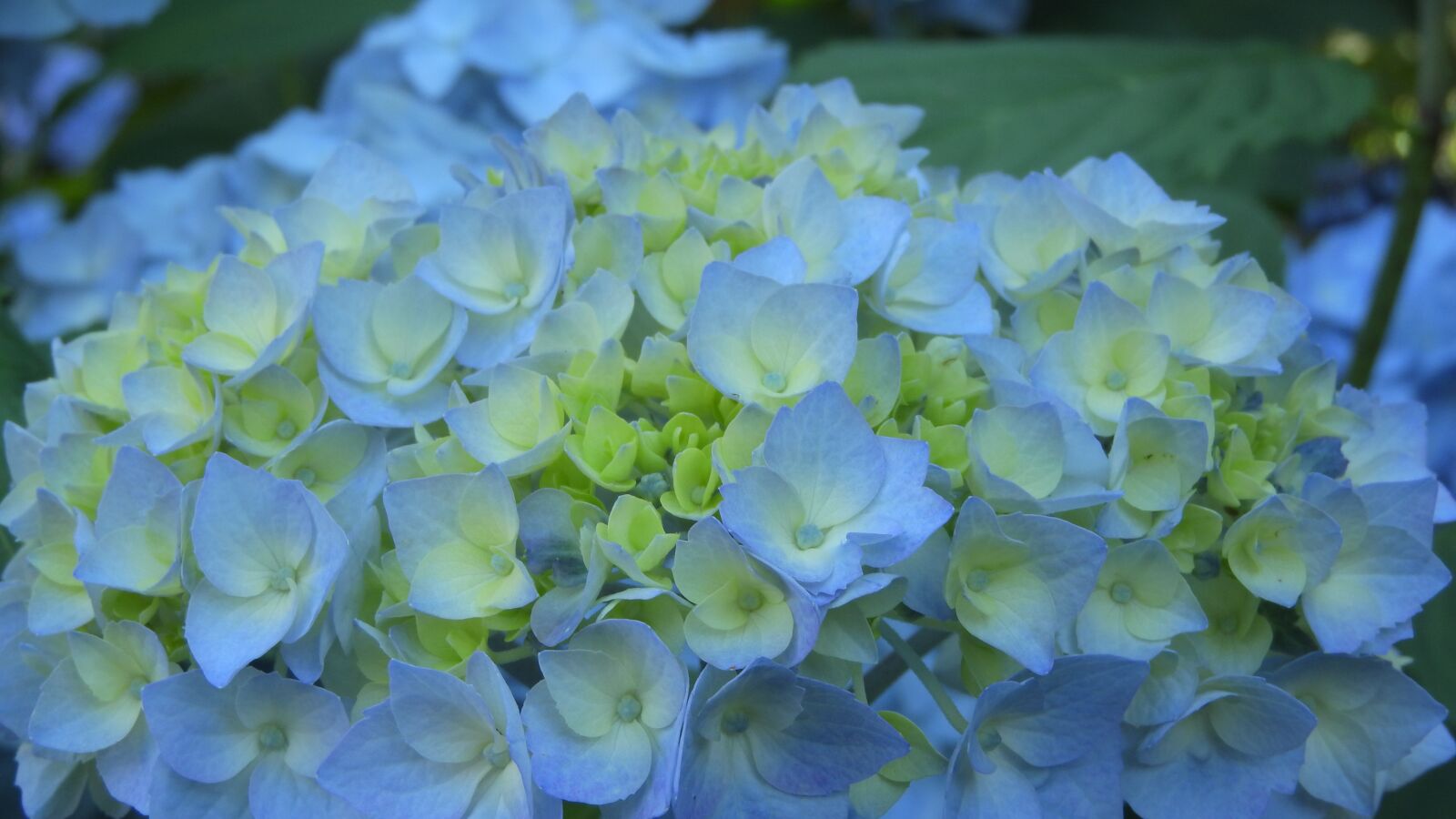 Nikon Coolpix P610 sample photo. Hydrangea, flower, inflorescence photography