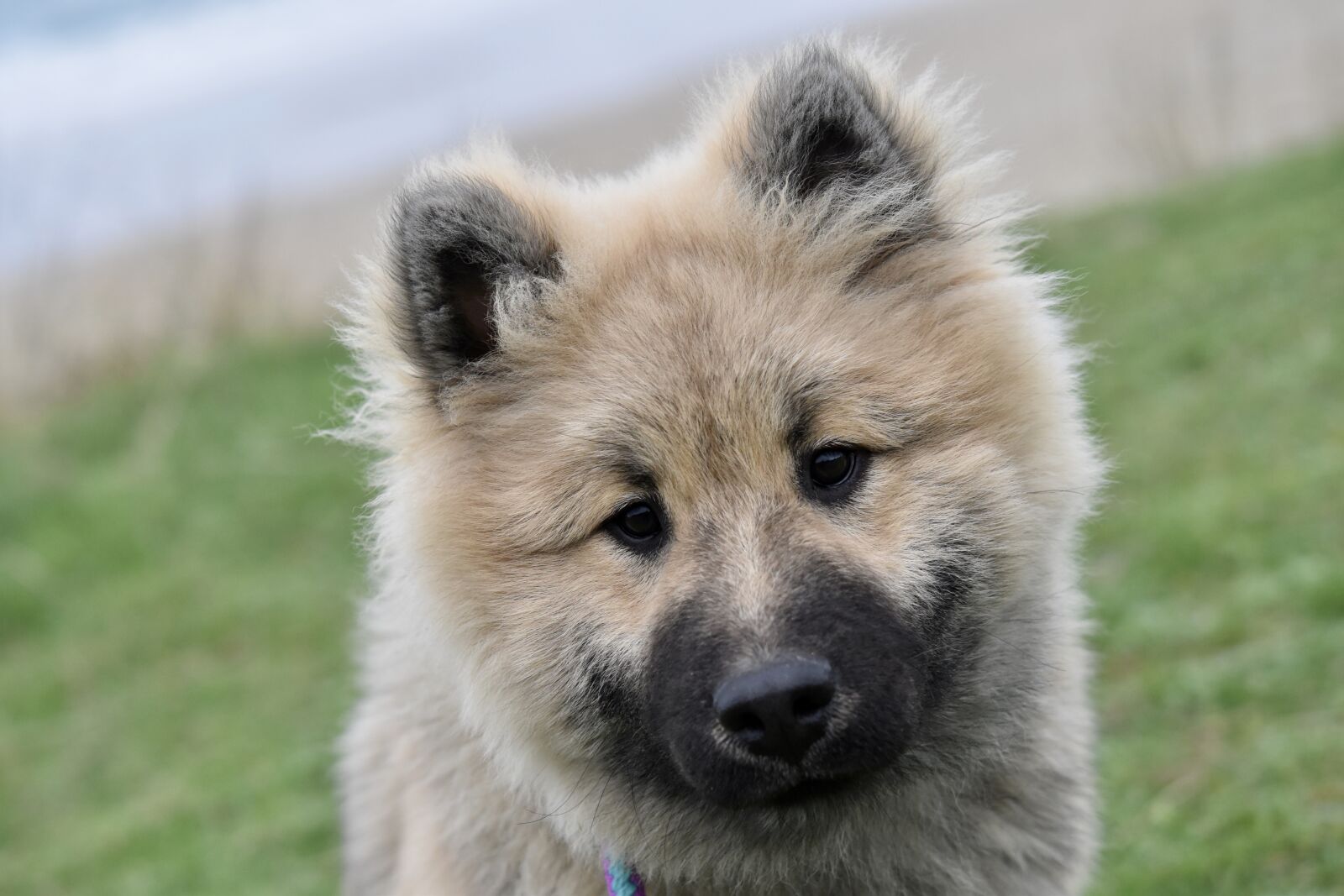 Nikon D5600 sample photo. Dog, dog eurasier, dog photography