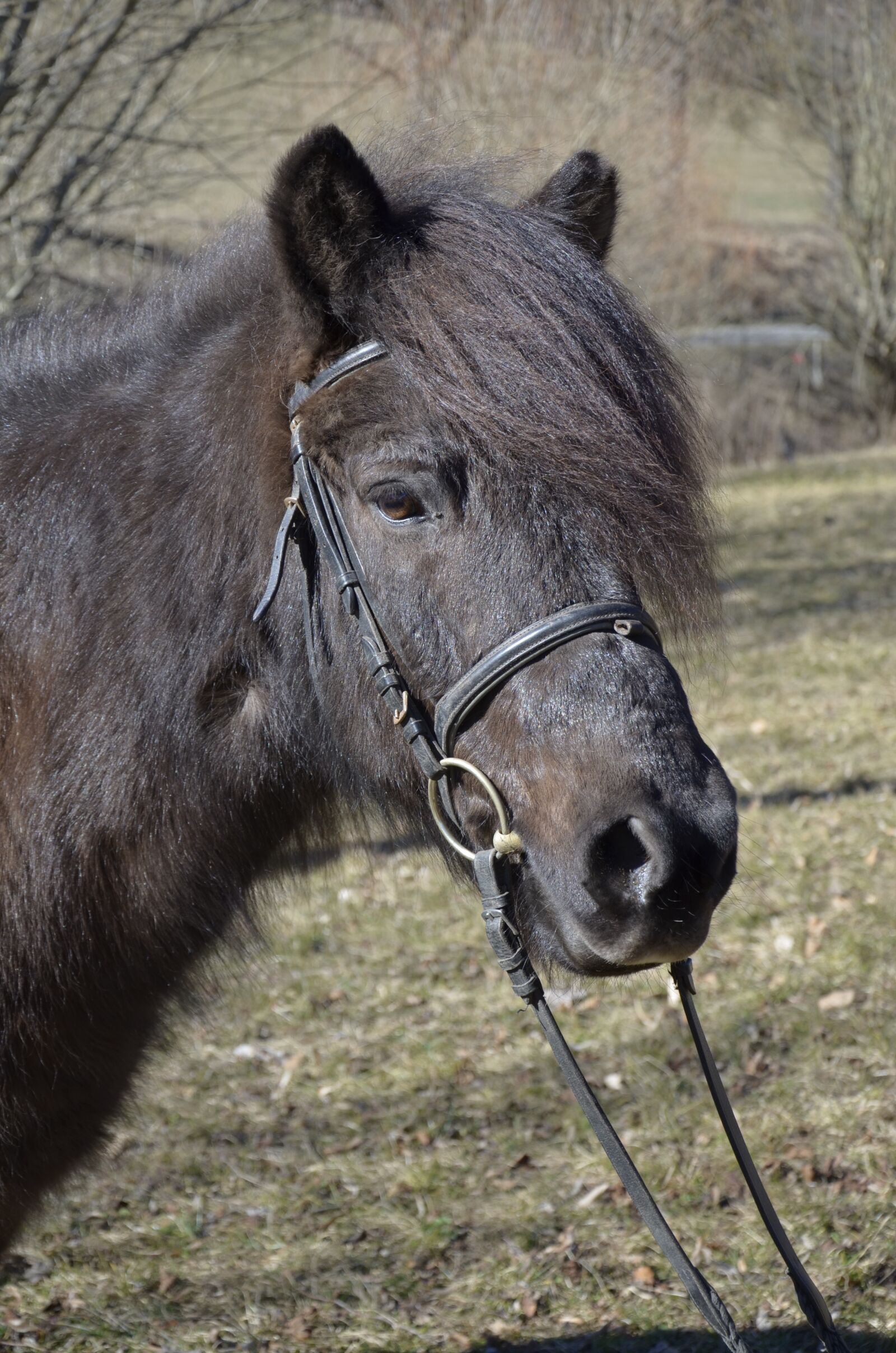 Nikon D5100 sample photo. Pony, icelanders, brown pony photography