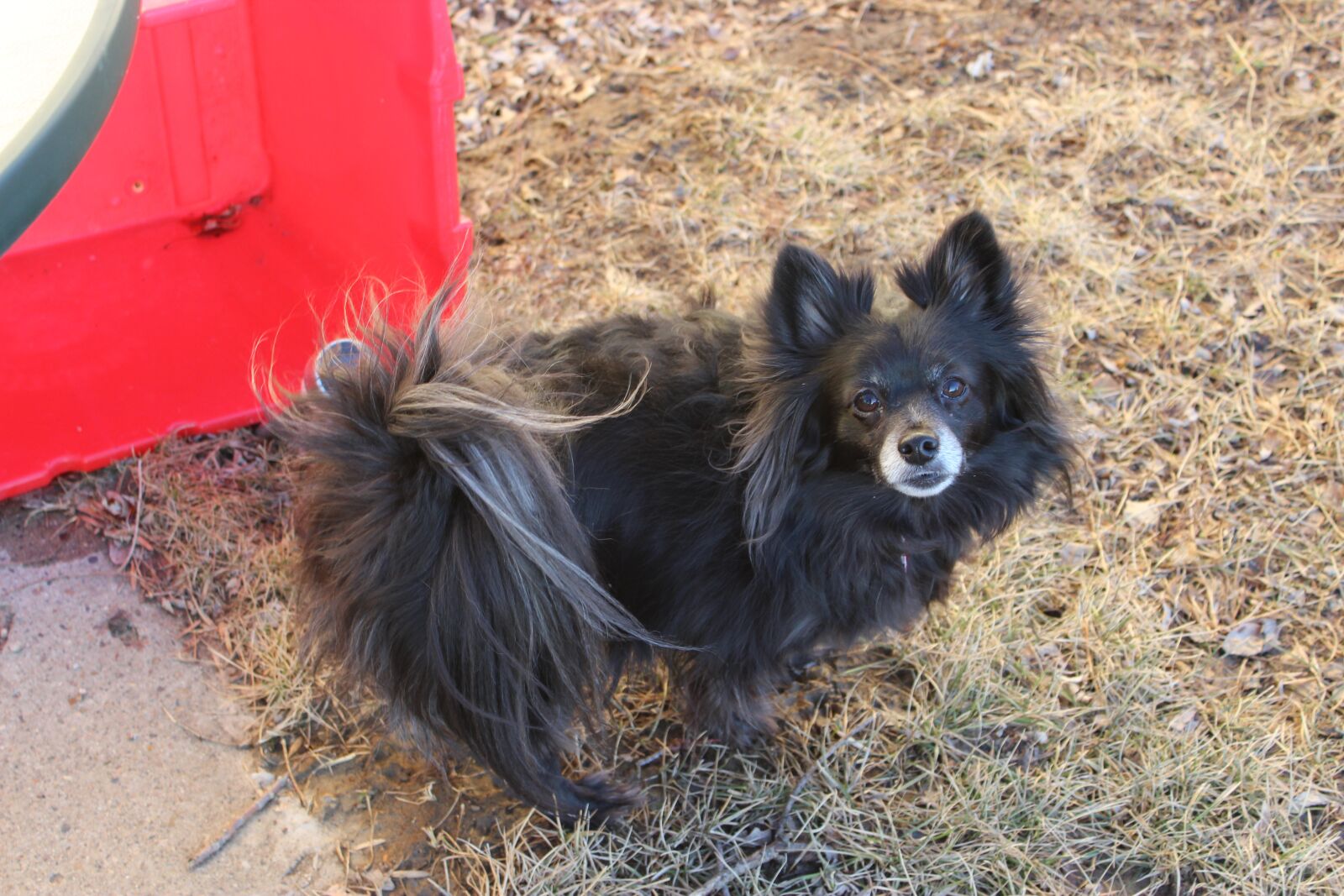 Canon EOS 600D (Rebel EOS T3i / EOS Kiss X5) sample photo. Dog, black, pet photography