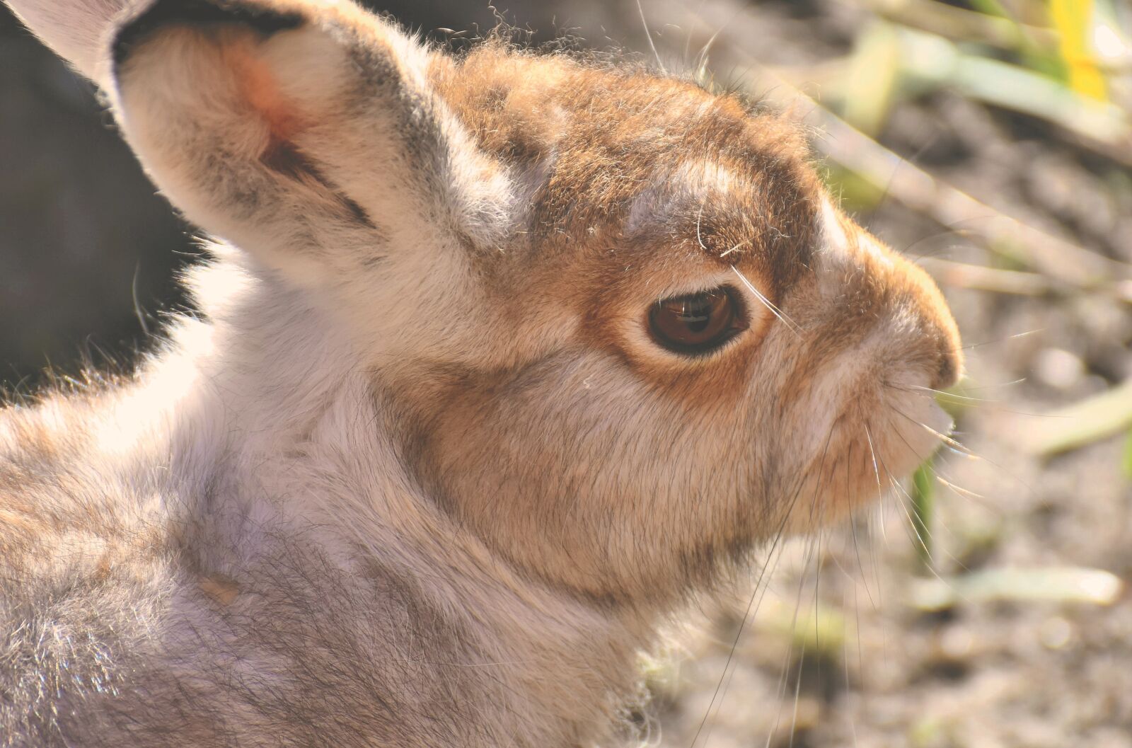 Nikon D7200 sample photo. Schneehase, cute, zoo photography