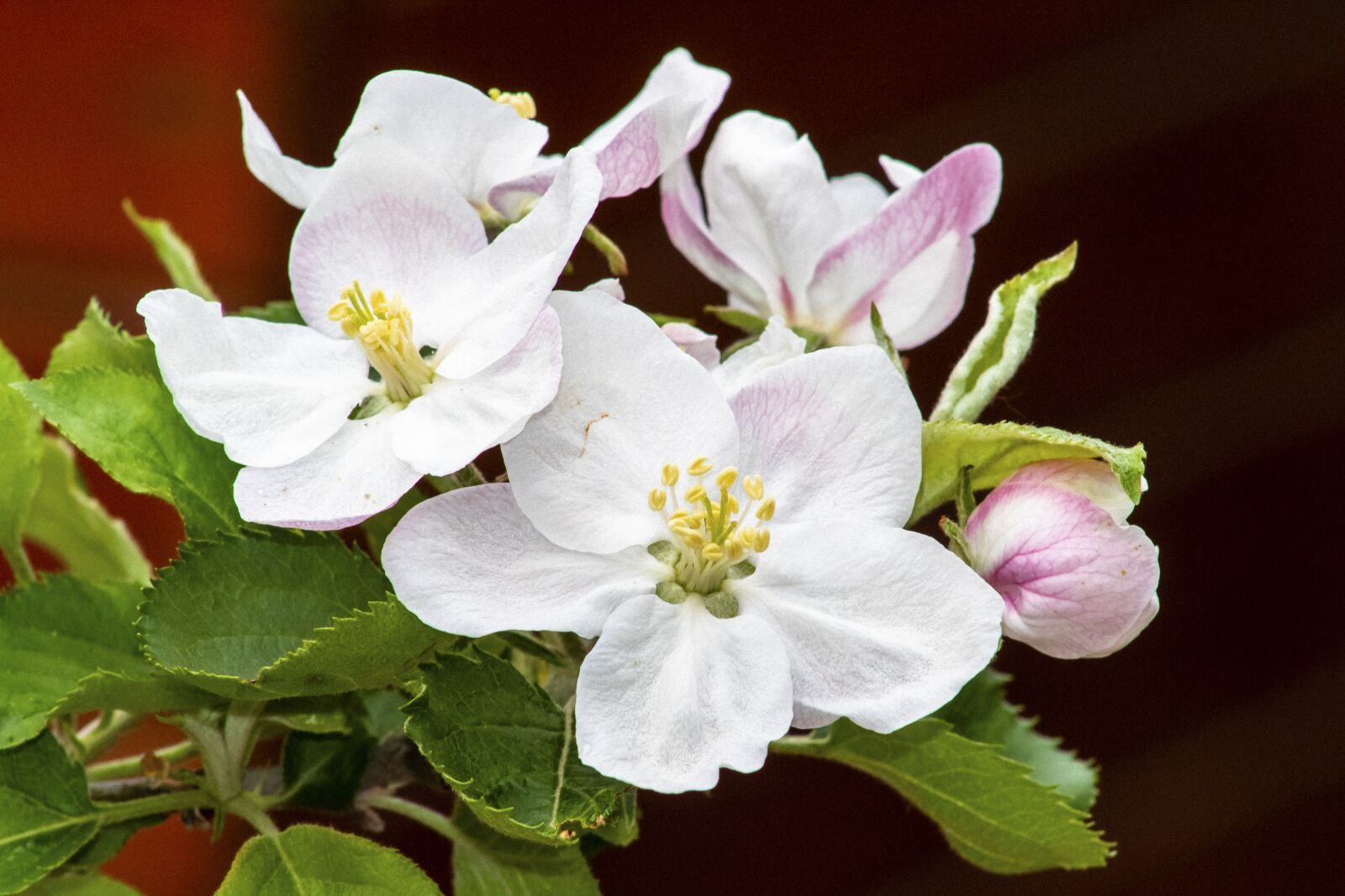 Canon EF75-300mm f/4-5.6 sample photo. Apple, apple tree, flower photography