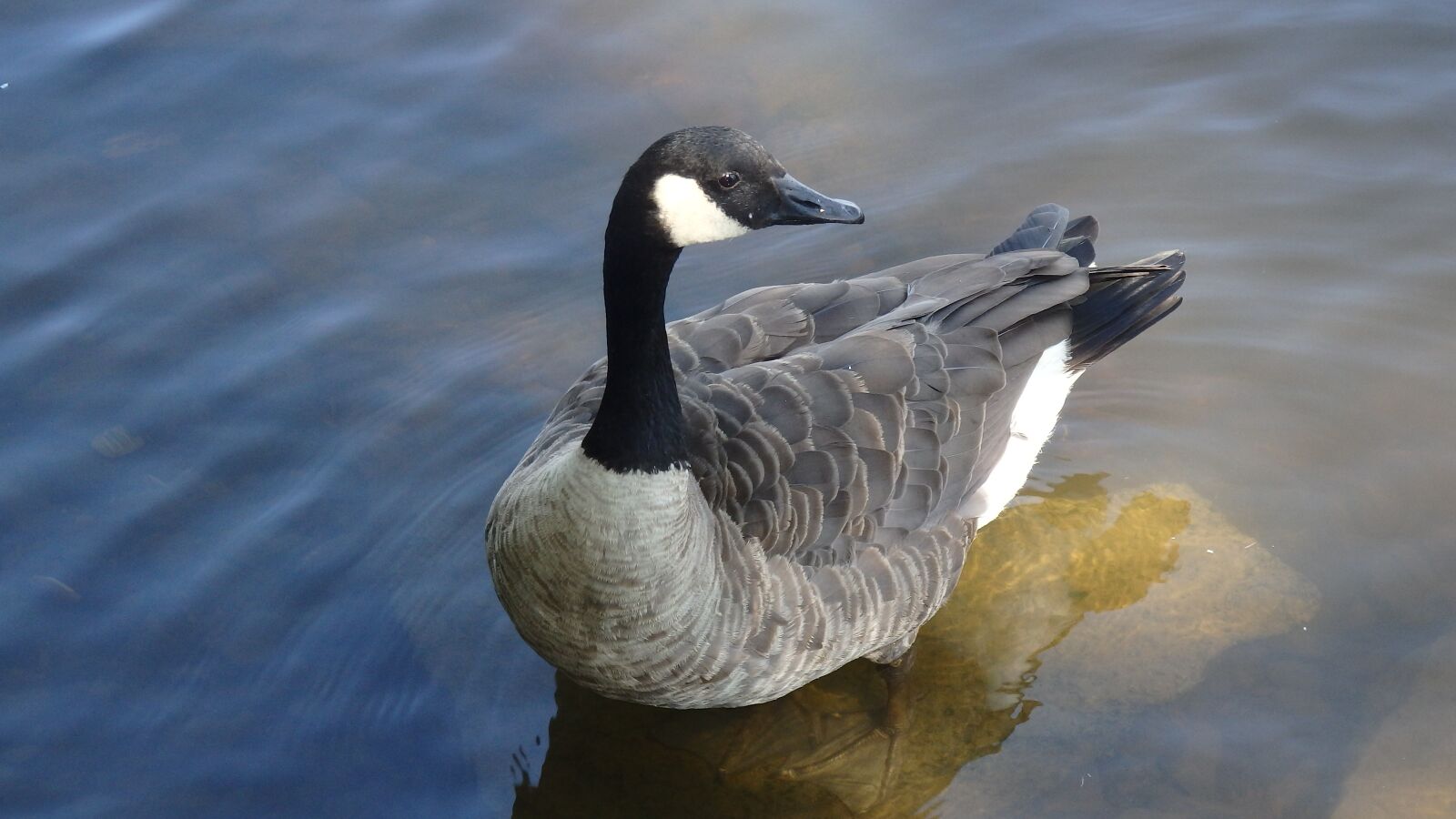 Olympus SH-1 sample photo. Goose, duck, geese photography