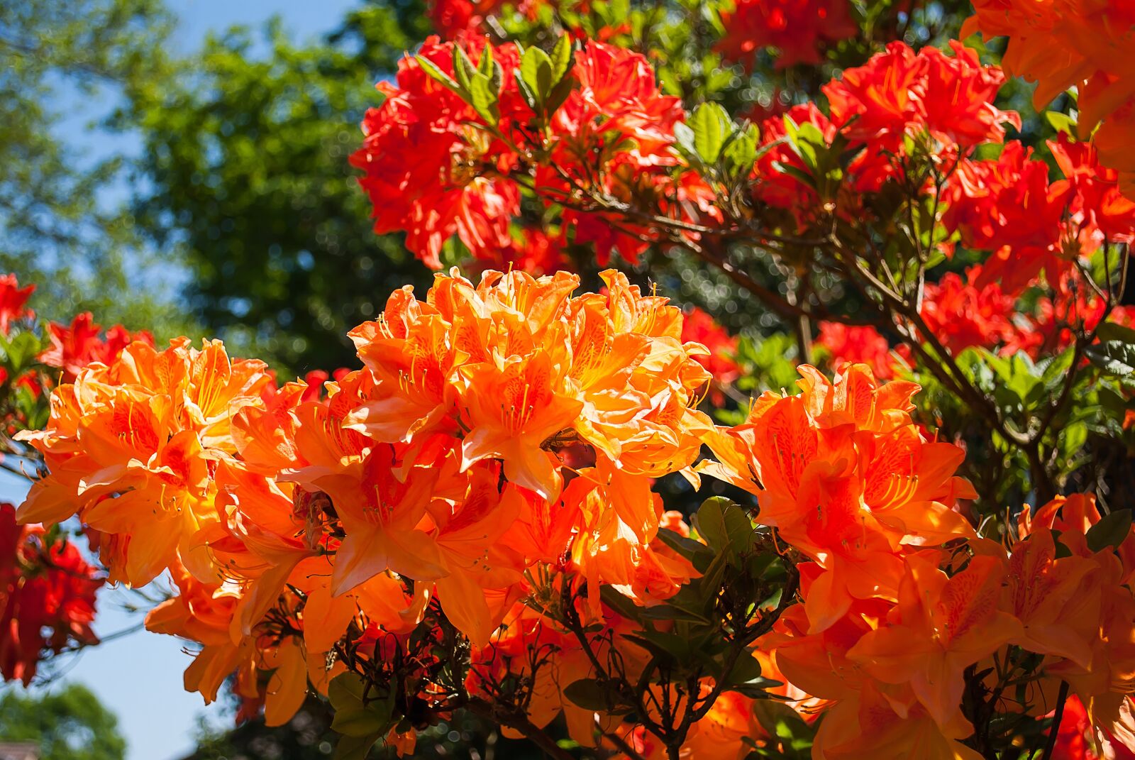 Nikon D3000 sample photo. Blossom, bush, bloom photography