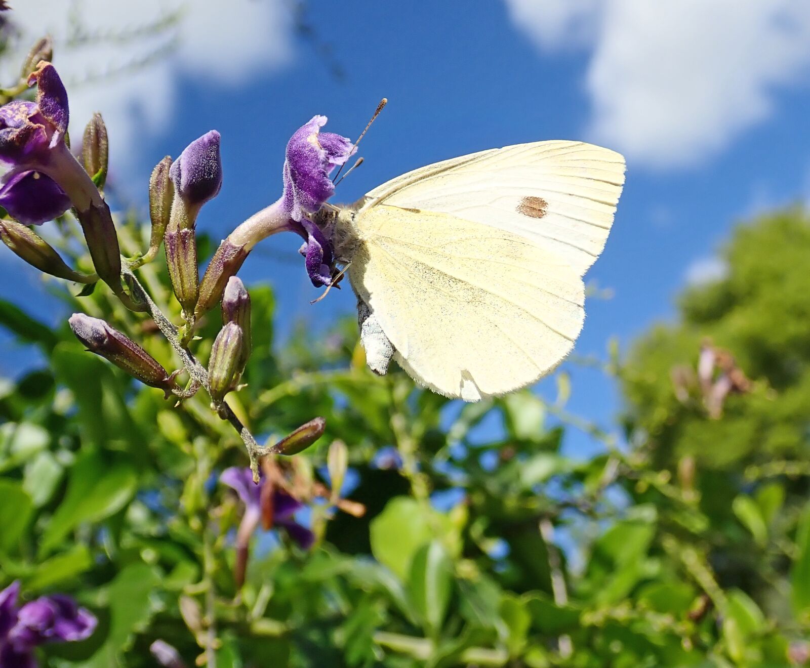 Olympus TG-5 sample photo. Butterfly, insect, tree photography