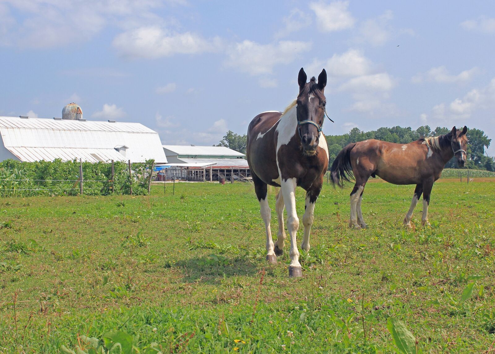 Canon EOS 550D (EOS Rebel T2i / EOS Kiss X4) sample photo. Farm, horses, horse photography