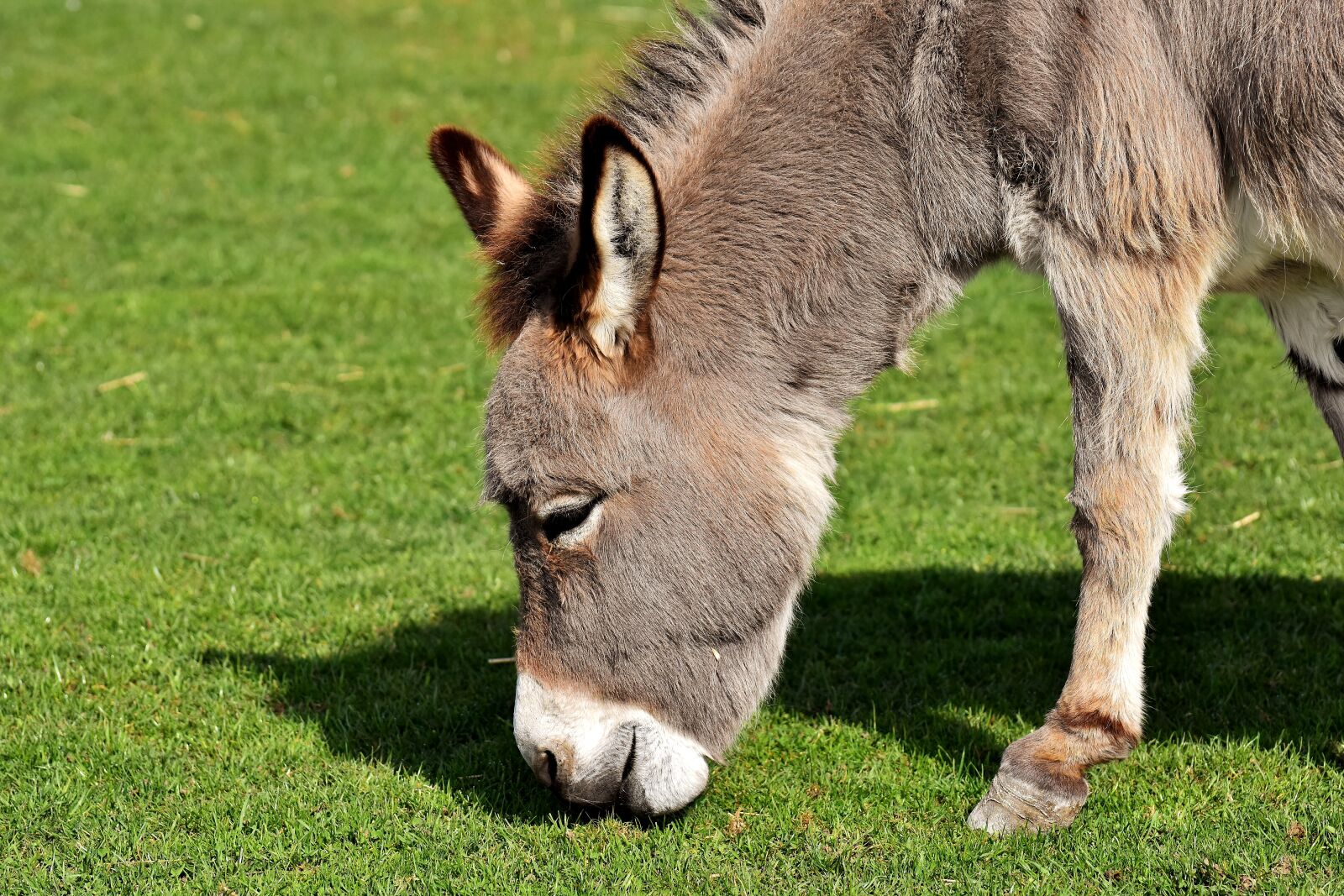 Nikon D7200 sample photo. Donkey, animal, beast of photography