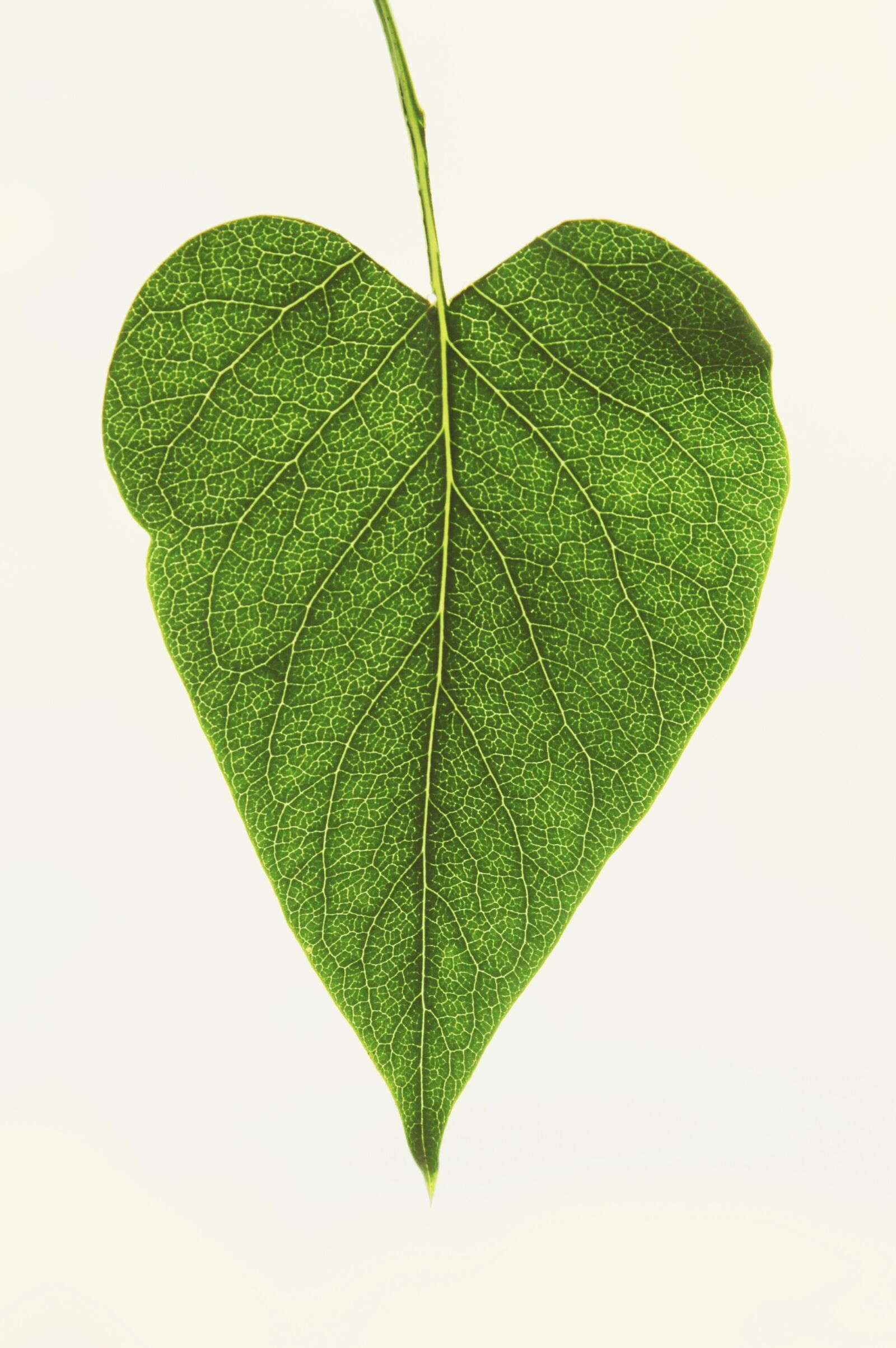 Canon EOS 1200D (EOS Rebel T5 / EOS Kiss X70 / EOS Hi) sample photo. Leaf, heart, love photography