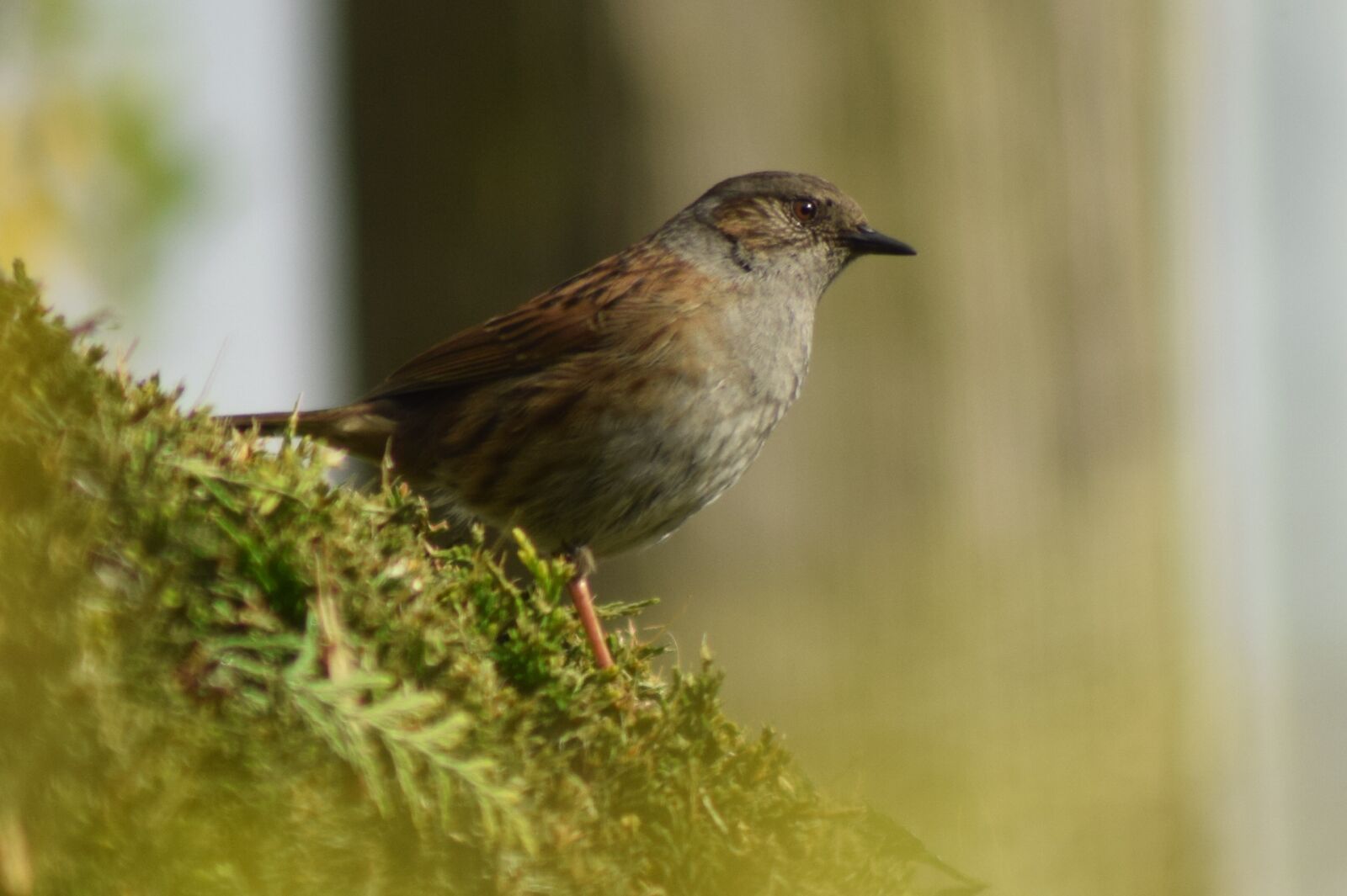 Nikon D3300 sample photo. Nature, bird, spring photography
