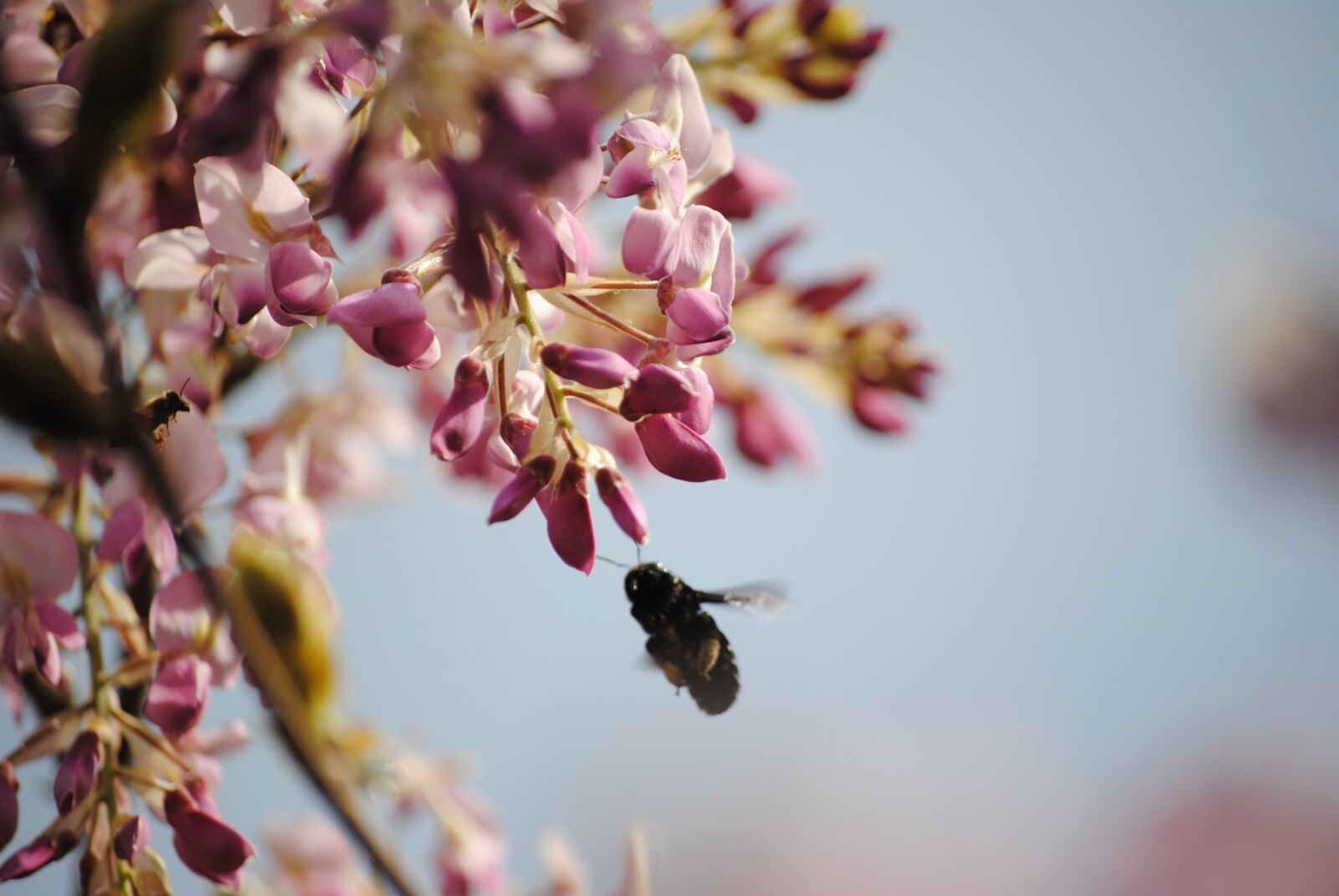 Nikon D3000 sample photo. Bumblebee, wisteria, nature photography