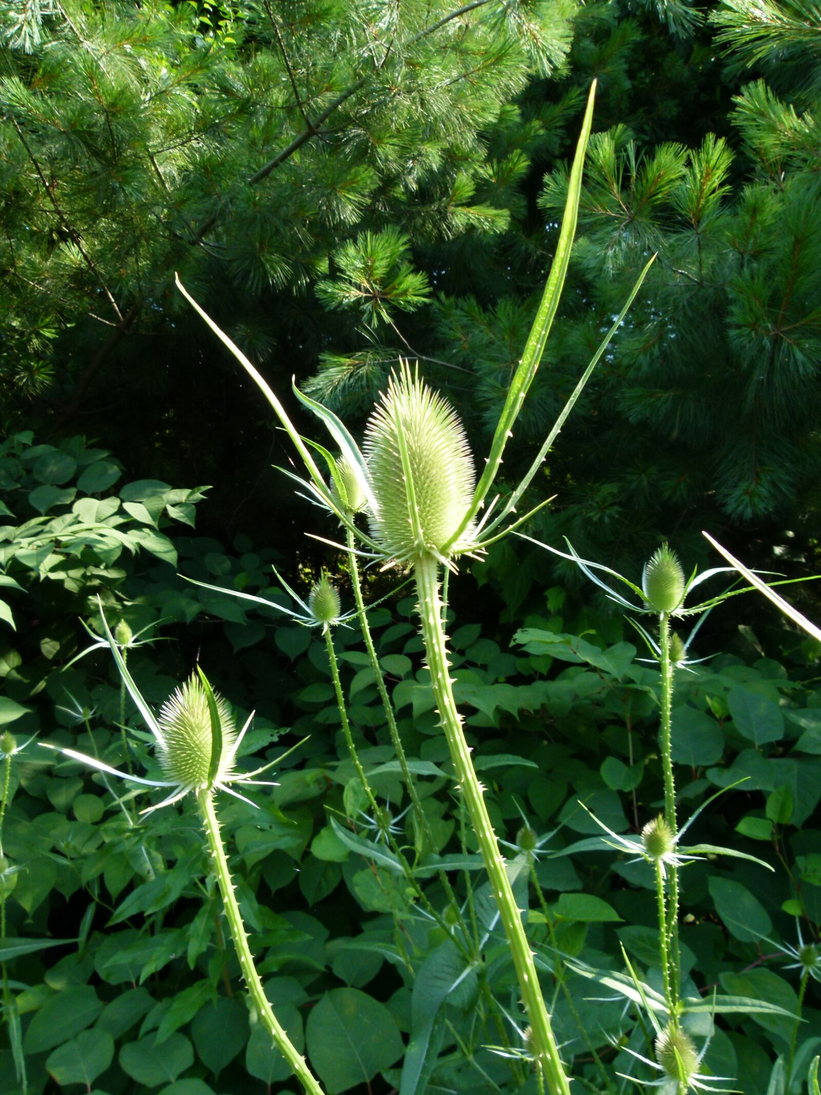 Panasonic Lumix DMC-FZ100 sample photo. Teasel, teazel, teazle photography