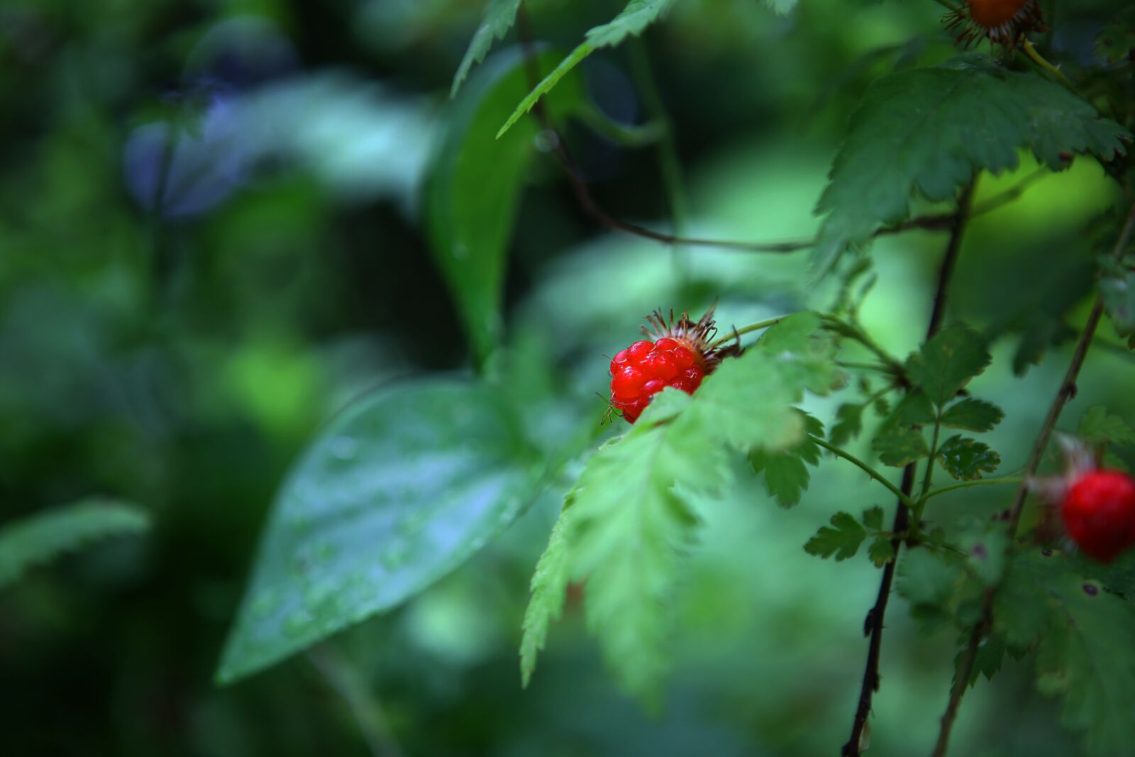 Canon EOS 5D Mark III + Canon EF 24-70mm F2.8L USM sample photo. Mock strawberry, forest, nature photography