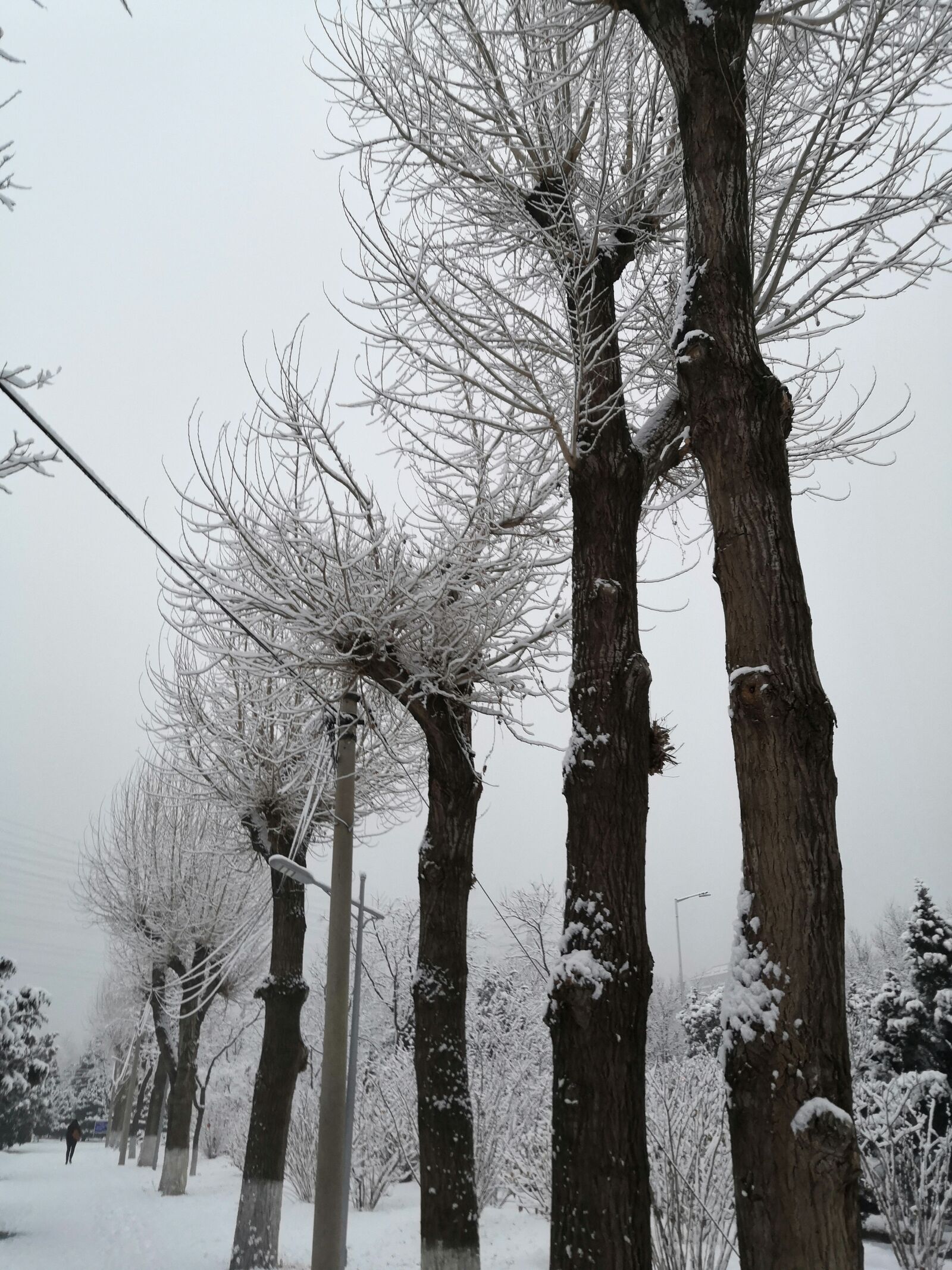HUAWEI nova 3 sample photo. Snow, big trees, a photography