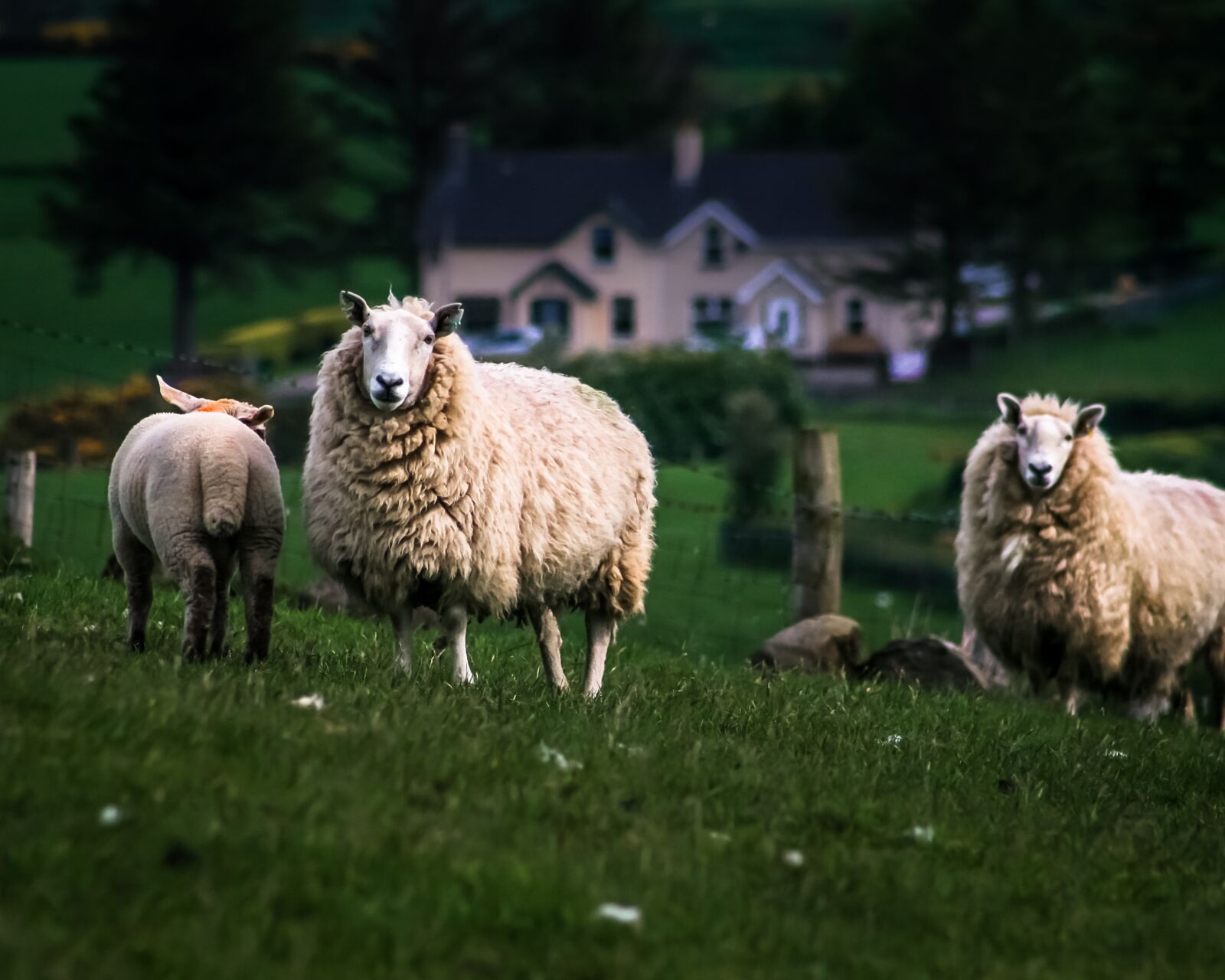 Canon EOS 400D (EOS Digital Rebel XTi / EOS Kiss Digital X) sample photo. Sheep, ireland, nature photography