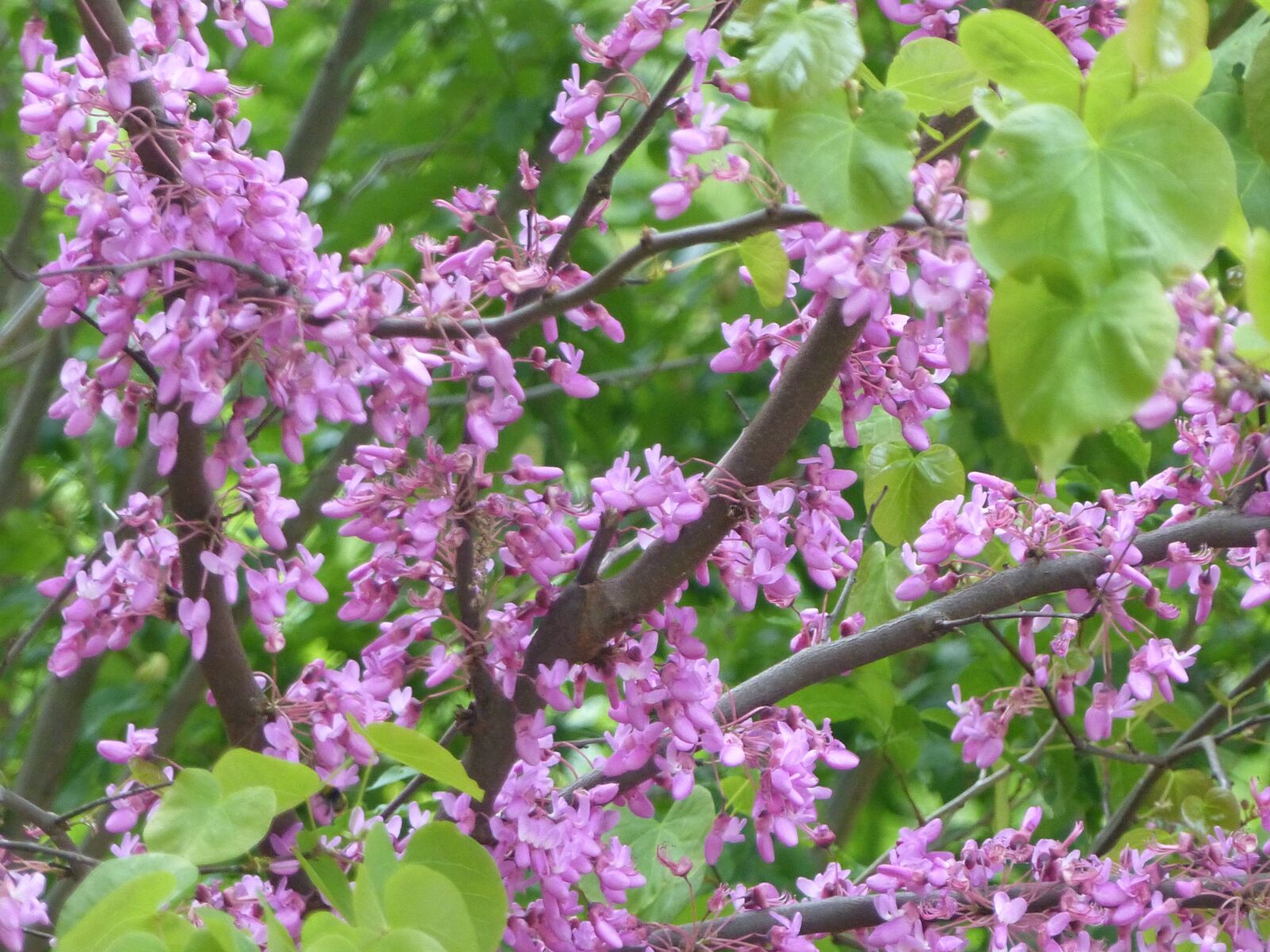 Panasonic Lumix DMC-FZ200 sample photo. Flower, tree, flower tree photography