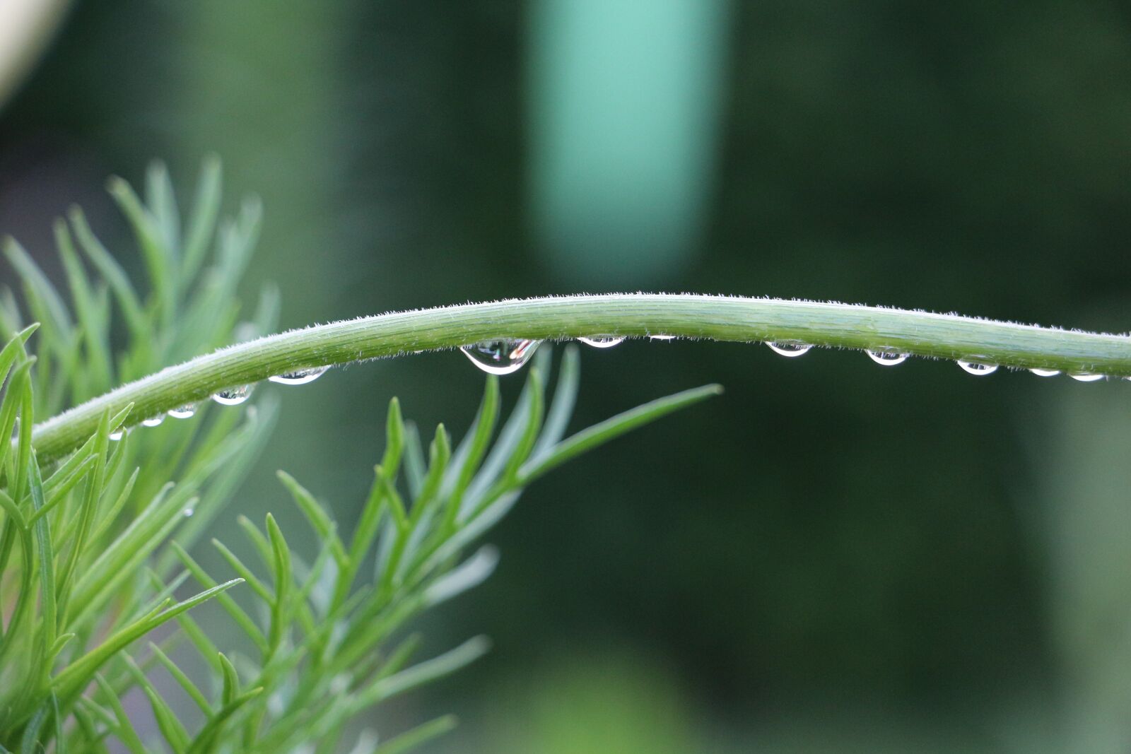 Canon EOS 700D (EOS Rebel T5i / EOS Kiss X7i) sample photo. Drip, macro, halm photography
