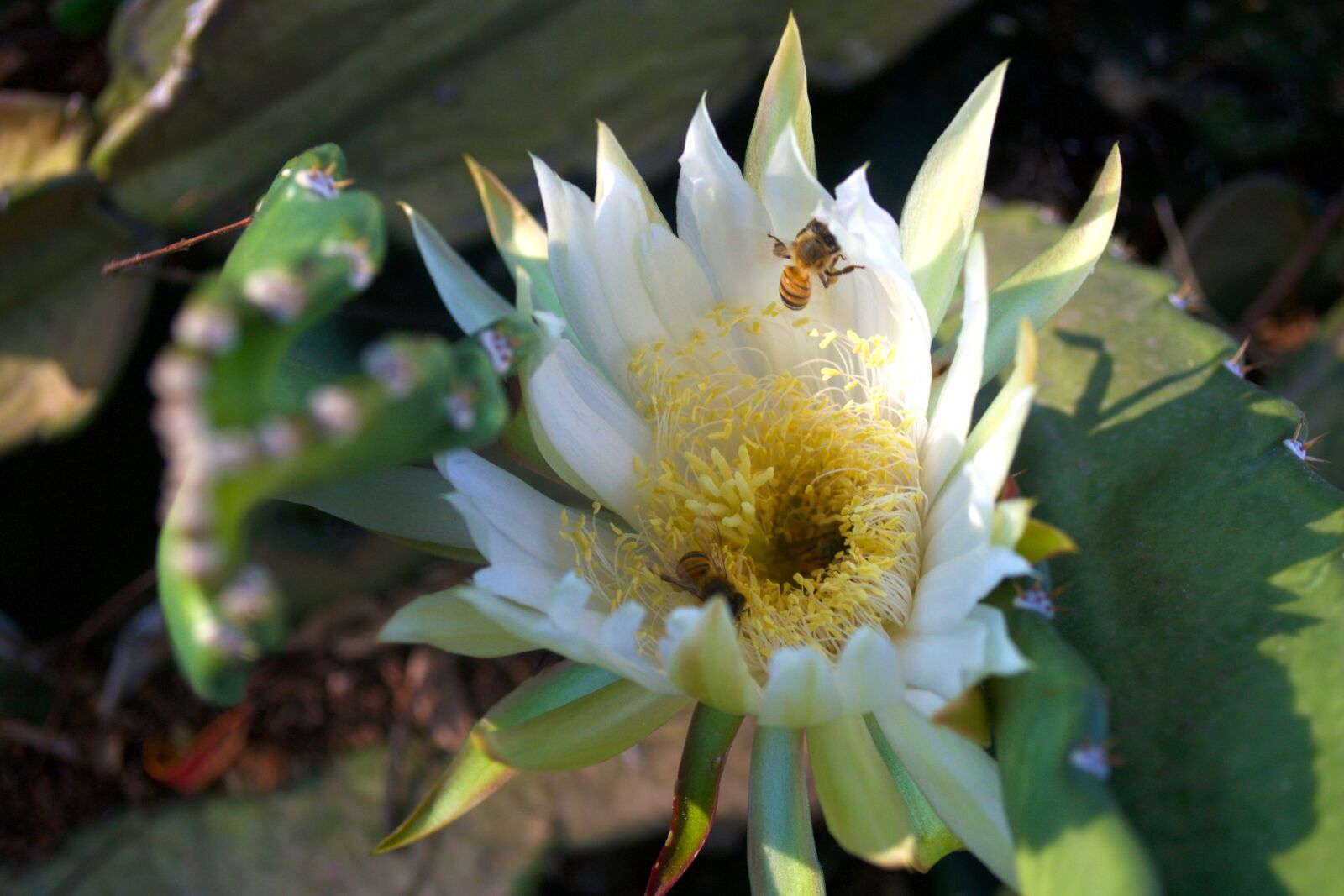 Nikon D3100 sample photo. Flower, bee, insect photography