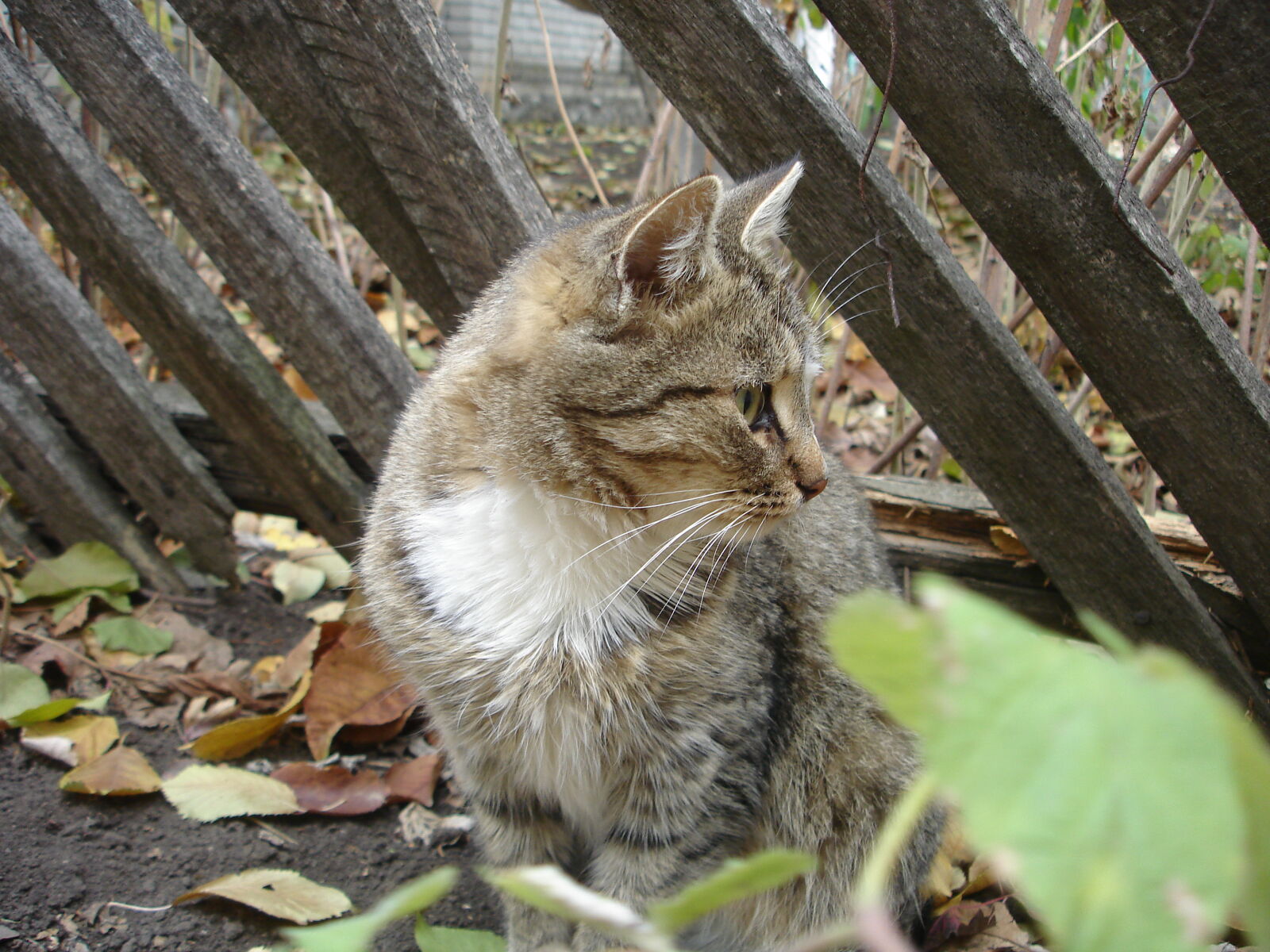 Sony DSC-W17 sample photo. Animal, autumn, cat photography