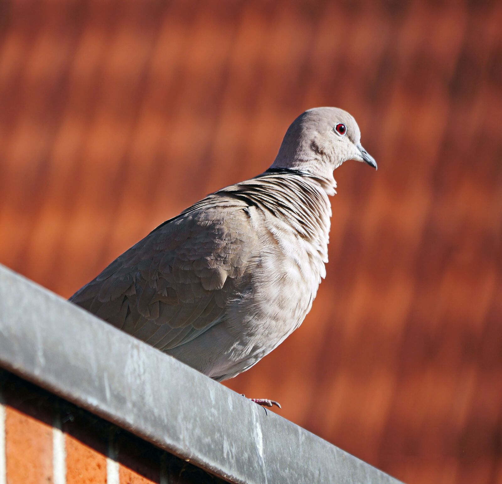 Panasonic Lumix DMC-GH3 sample photo. Dove, roof, ledge photography