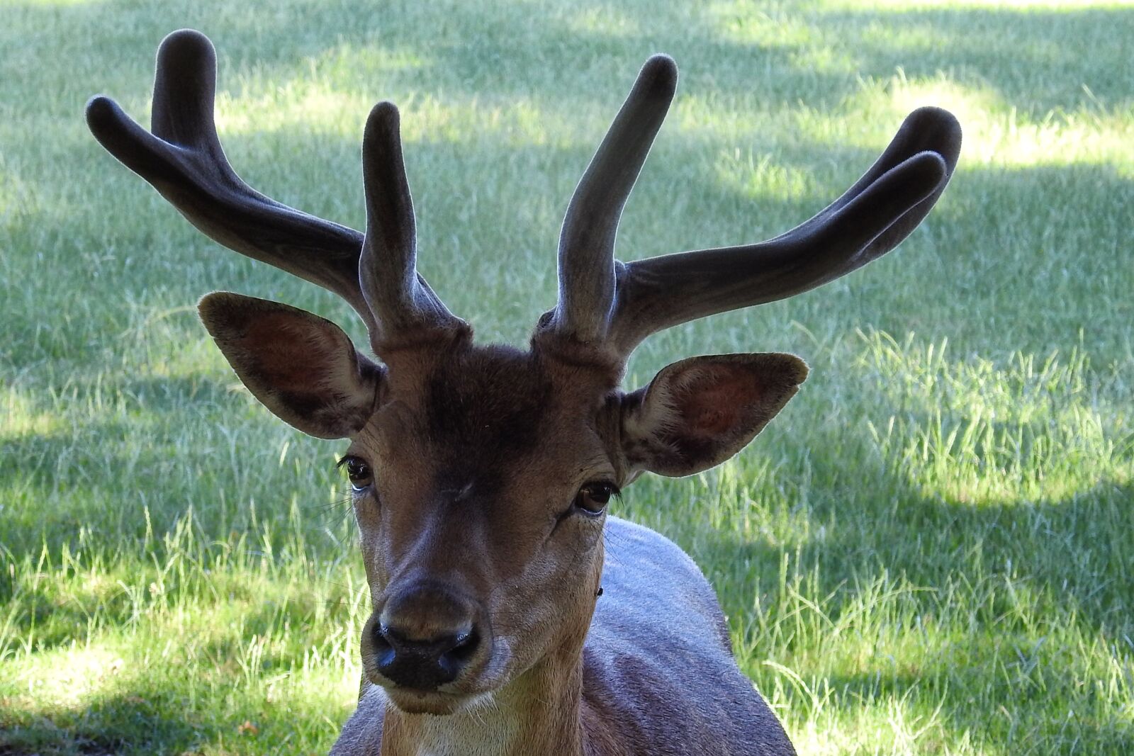 Nikon Coolpix P900 sample photo. Hirsch, antler, fallow deer photography