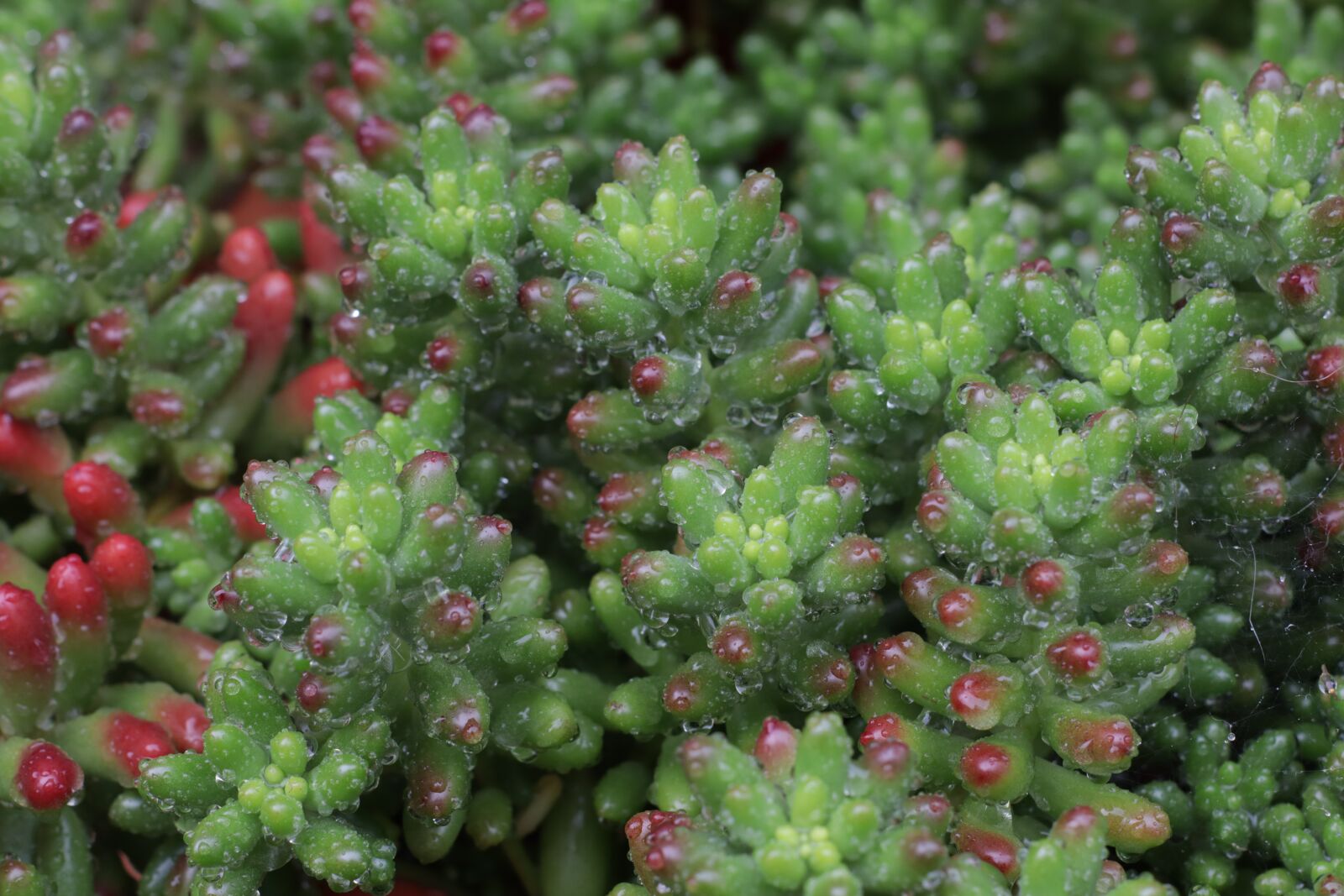 Canon EOS M50 (EOS Kiss M) sample photo. Sedum red, rain, wet photography