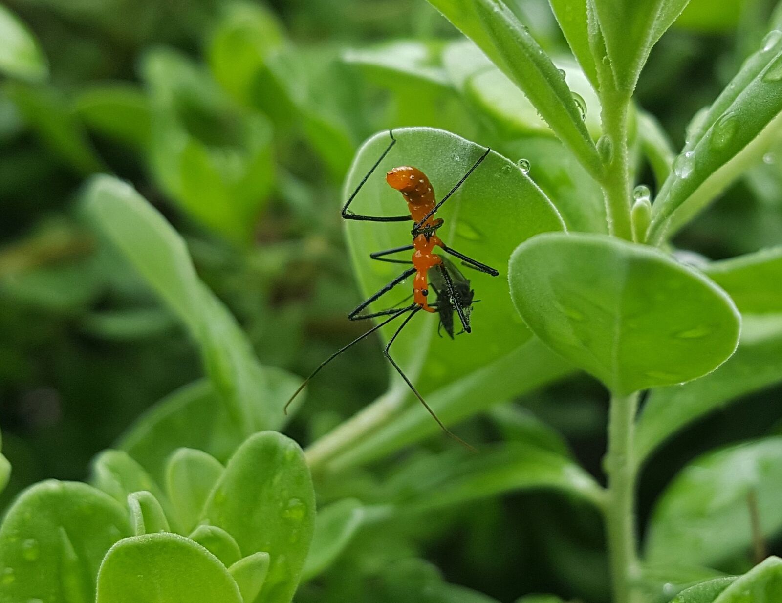 Samsung Galaxy Note5 sample photo. Assassin bug nymph, nymph photography