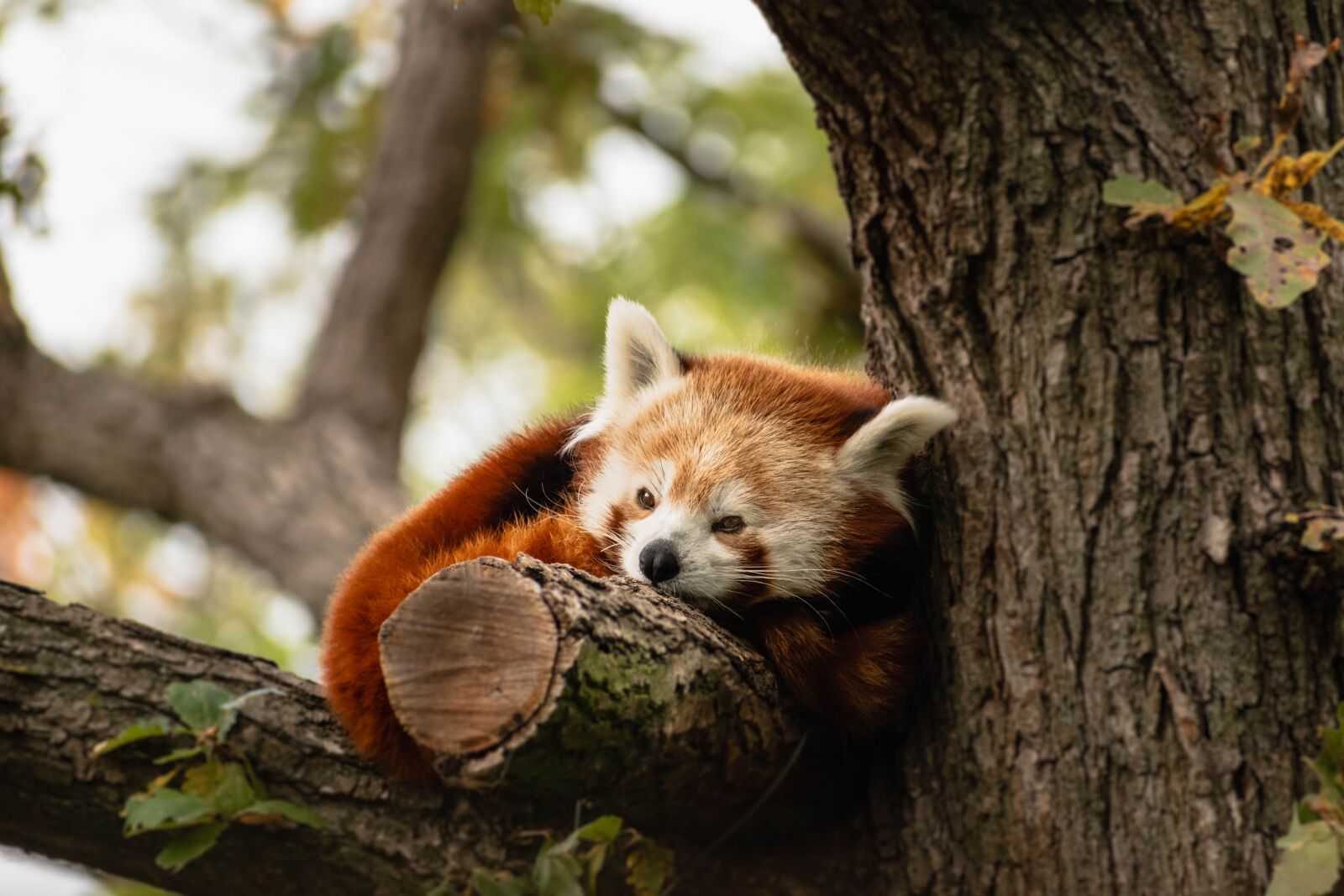 Nikon D5600 sample photo. Animal, panda, red panda photography