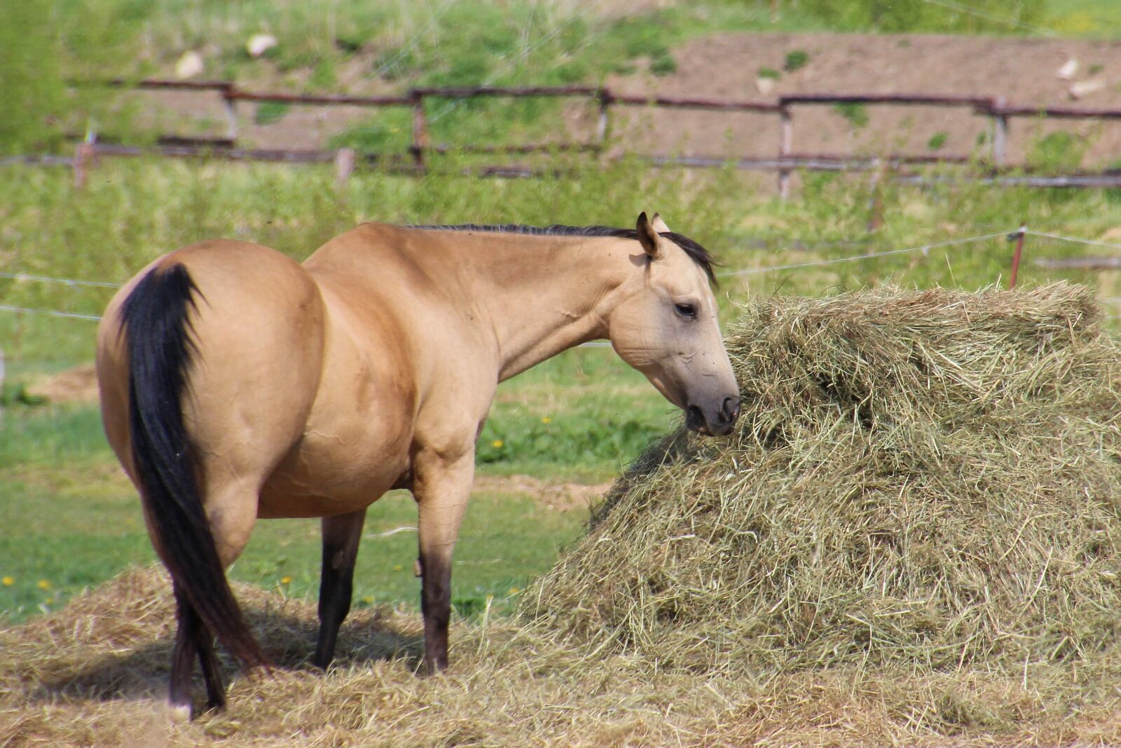 Canon EOS 600D (Rebel EOS T3i / EOS Kiss X5) sample photo. Horse, pasture, hay photography