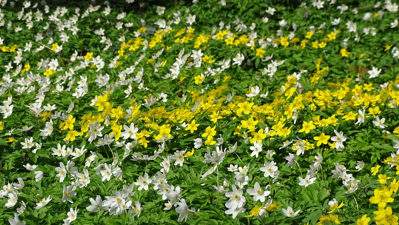 Sony Cyber-shot DSC-HX350 sample photo. Flower, plant, nature photography