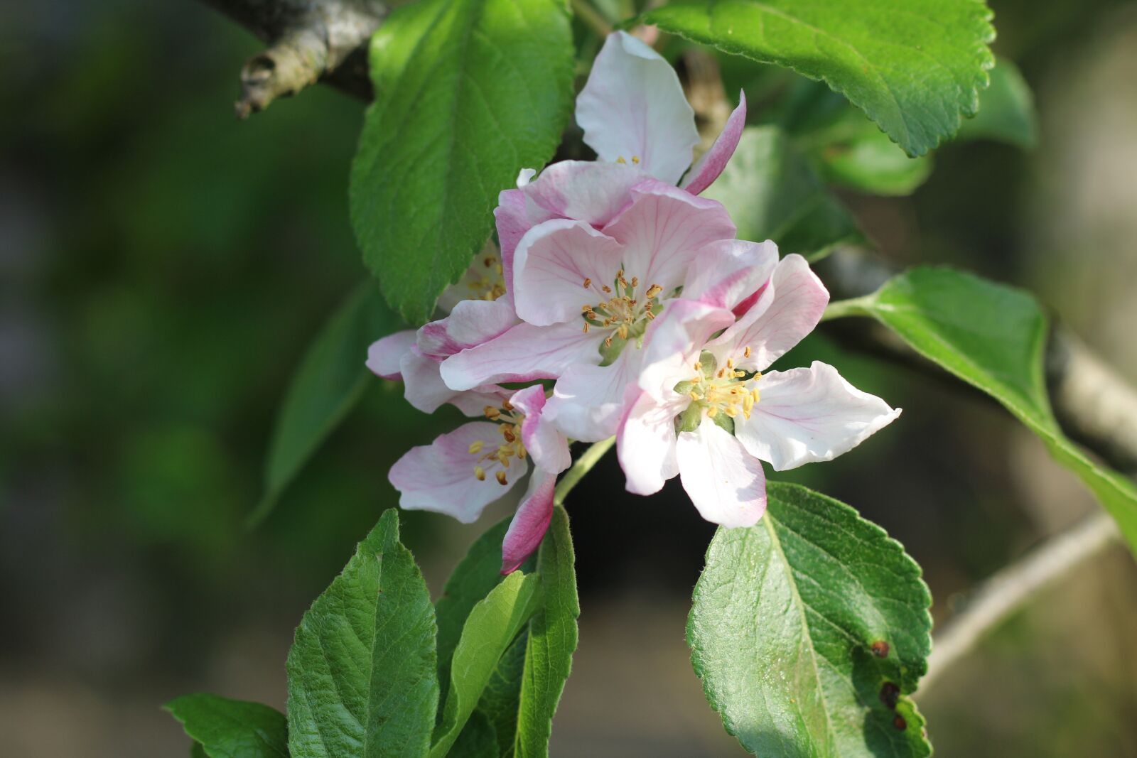 Canon EOS 1300D (EOS Rebel T6 / EOS Kiss X80) + Canon EF 50mm F1.8 STM sample photo. Apple, apple blossom, blossom photography