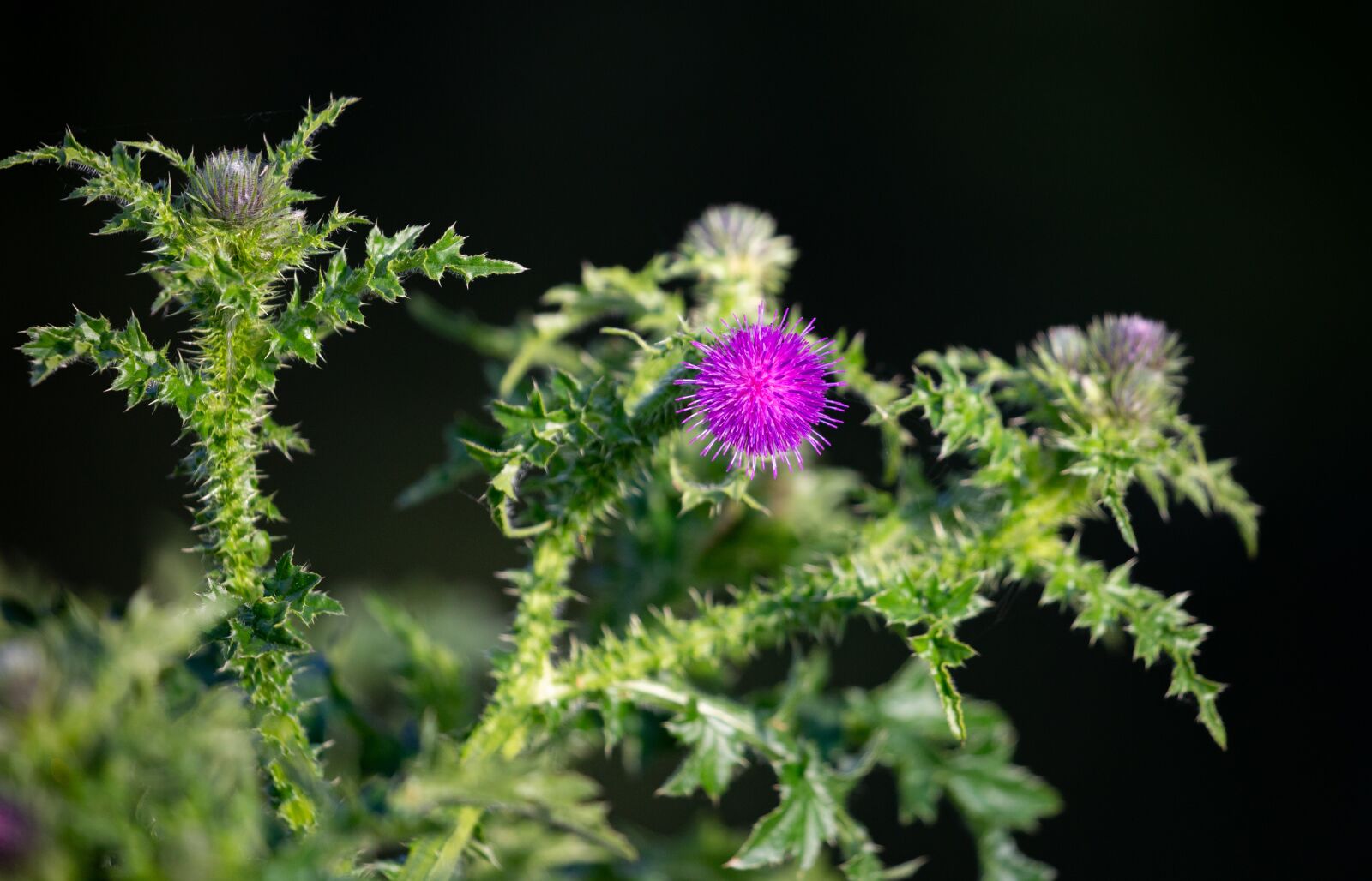 Canon EOS 5D Mark III sample photo. Thistle, thistle flower, purple photography