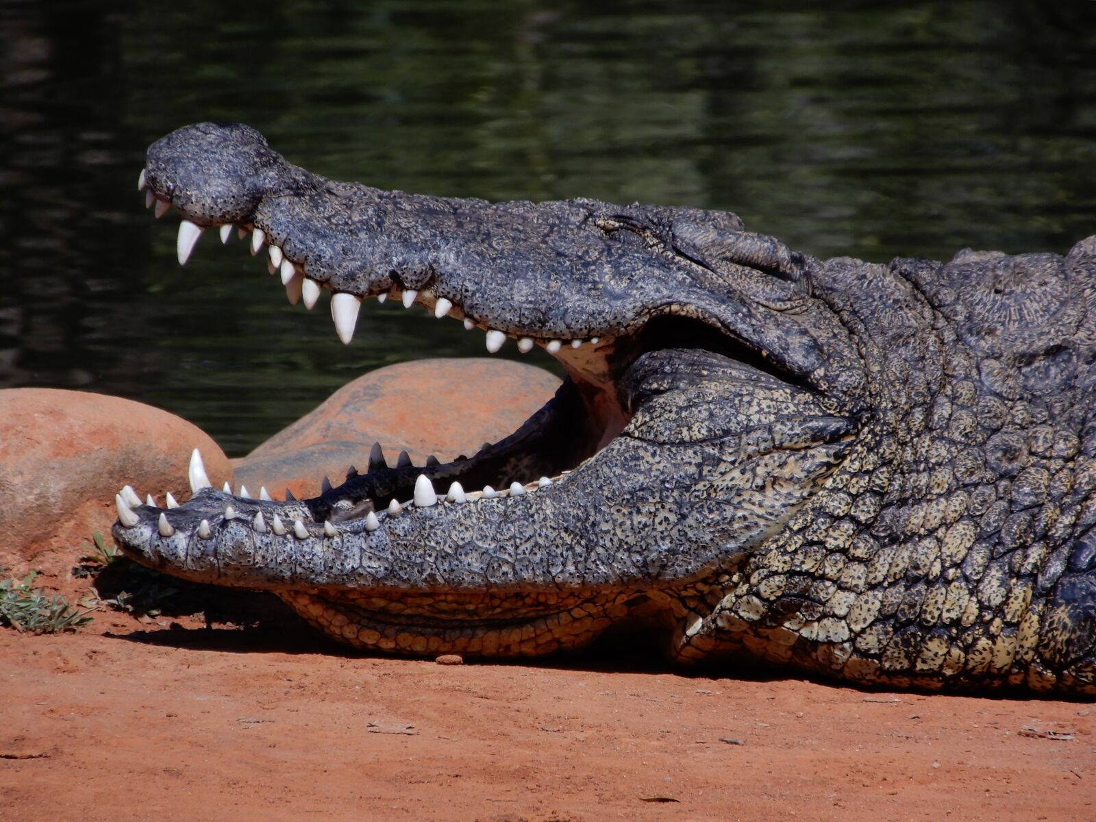 Nikon Coolpix A900 sample photo. Crocodile, south africa, teeth photography