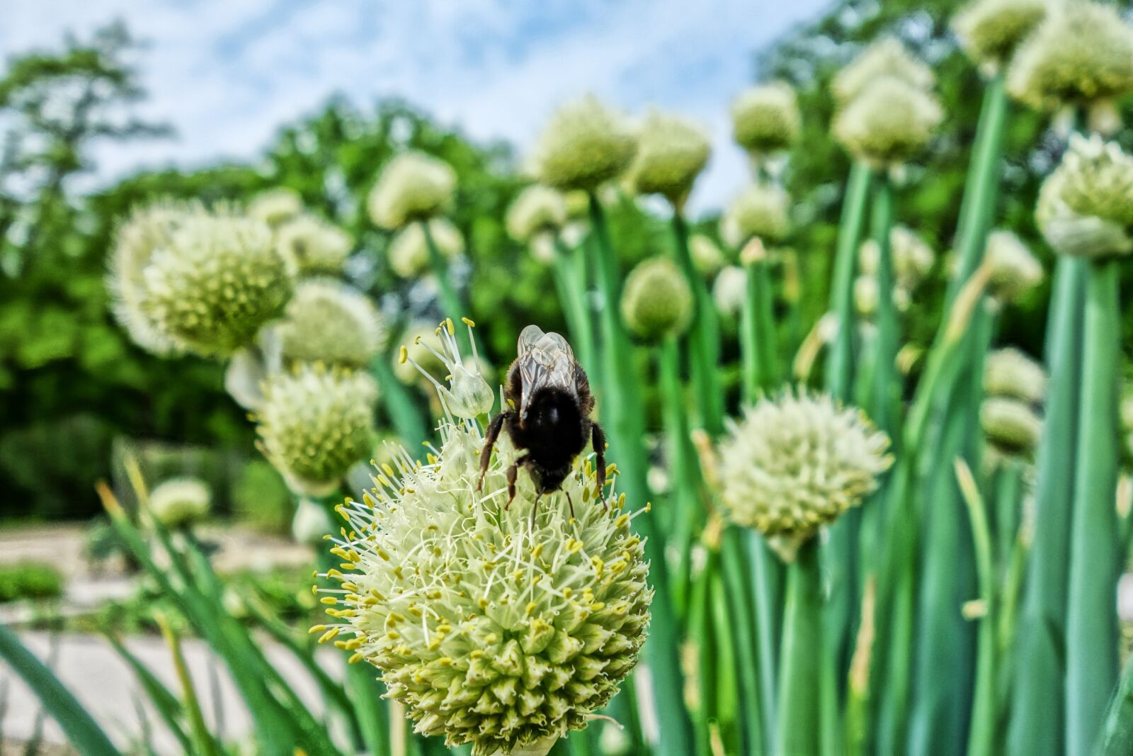 Sony Cyber-shot DSC-RX100 sample photo. Flower, bumblebee, insect photography
