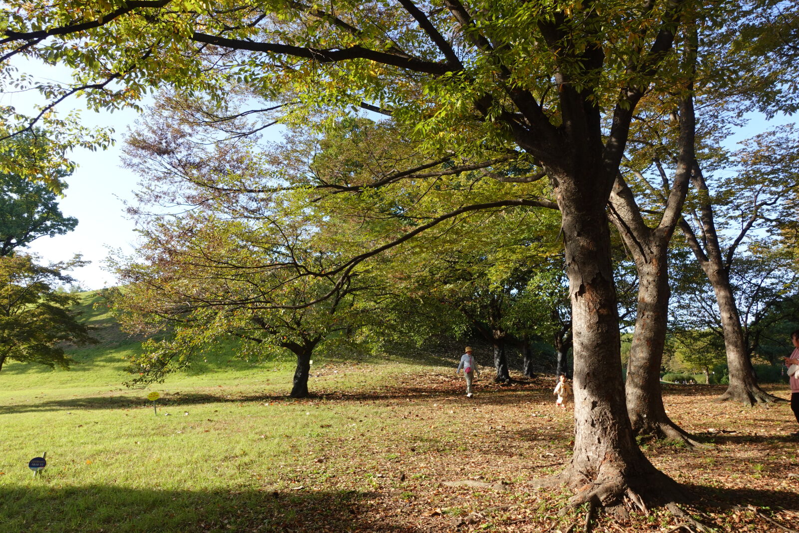 Sony ZV-1 sample photo