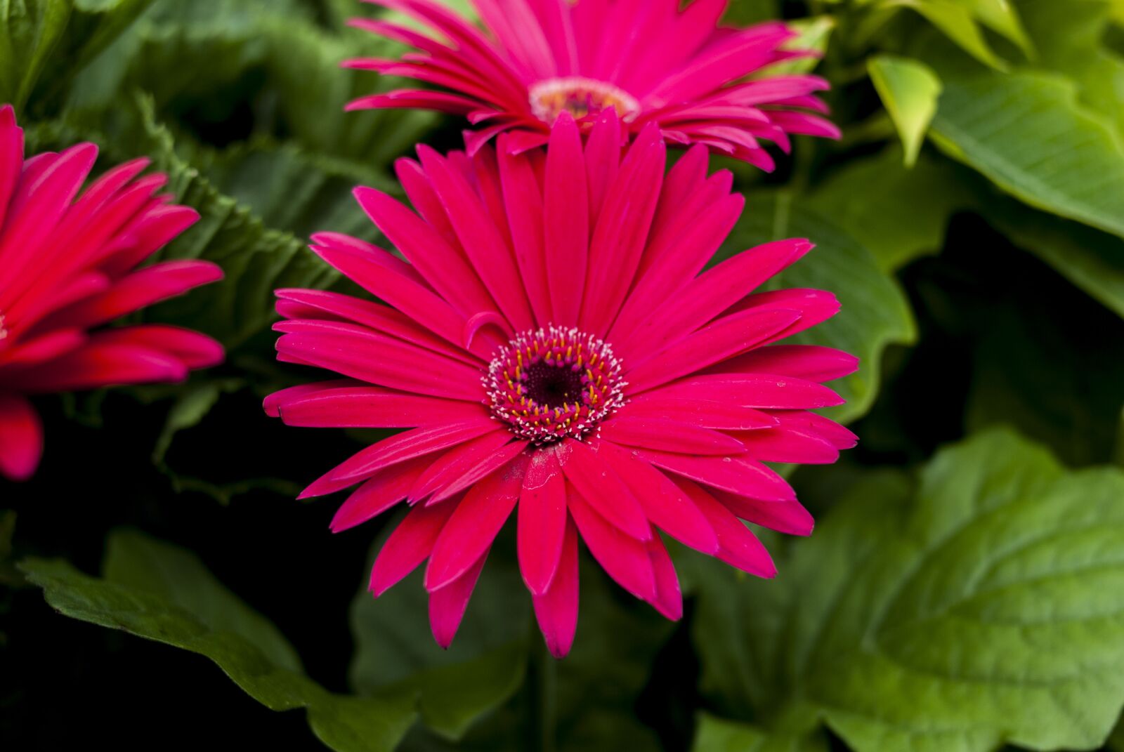 Nikon D60 sample photo. G rbela pink, nature photography