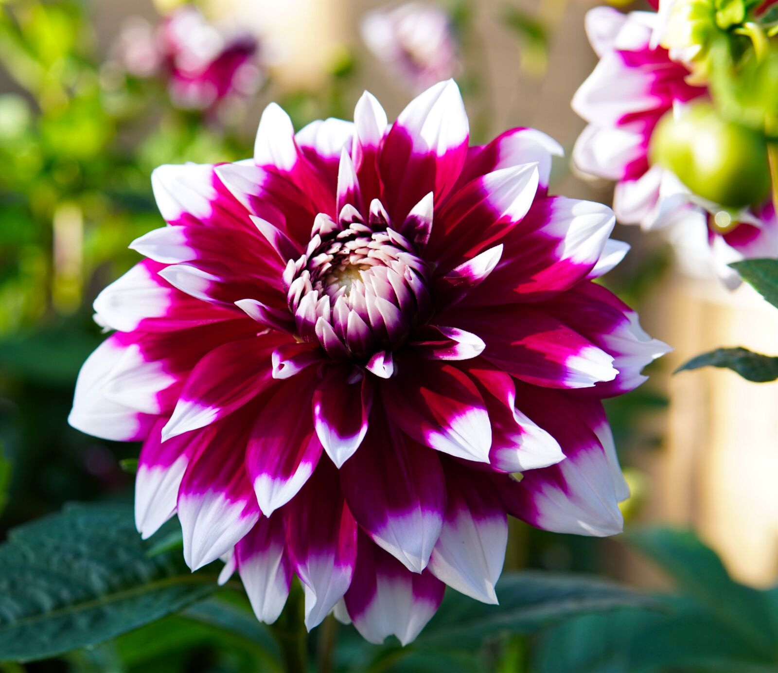 30mm F1.4 DC DN | Contemporary 016 sample photo. Dahlia, blossom, bloom photography