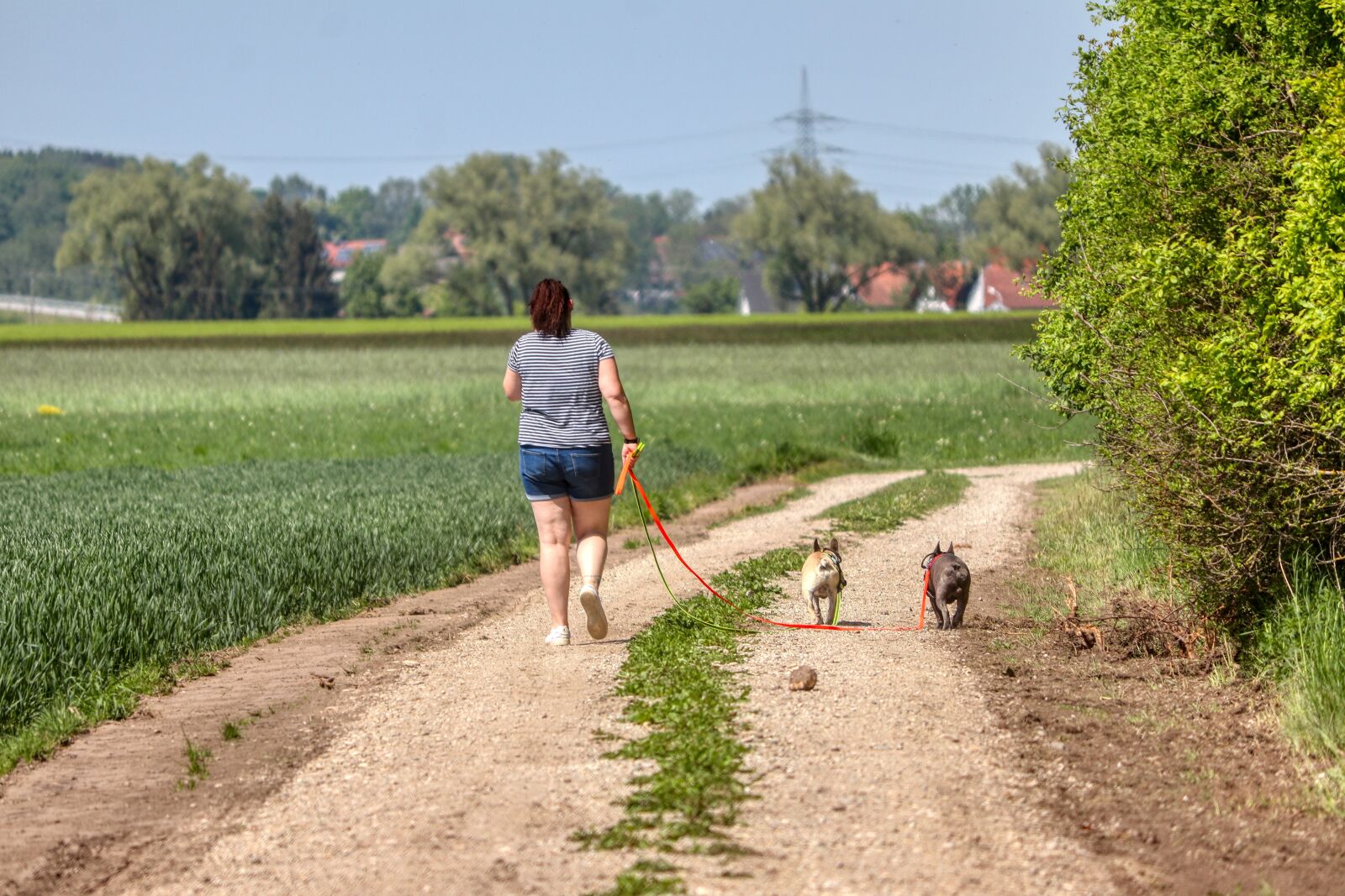 Canon EOS 80D sample photo. Walk, dogs, education photography