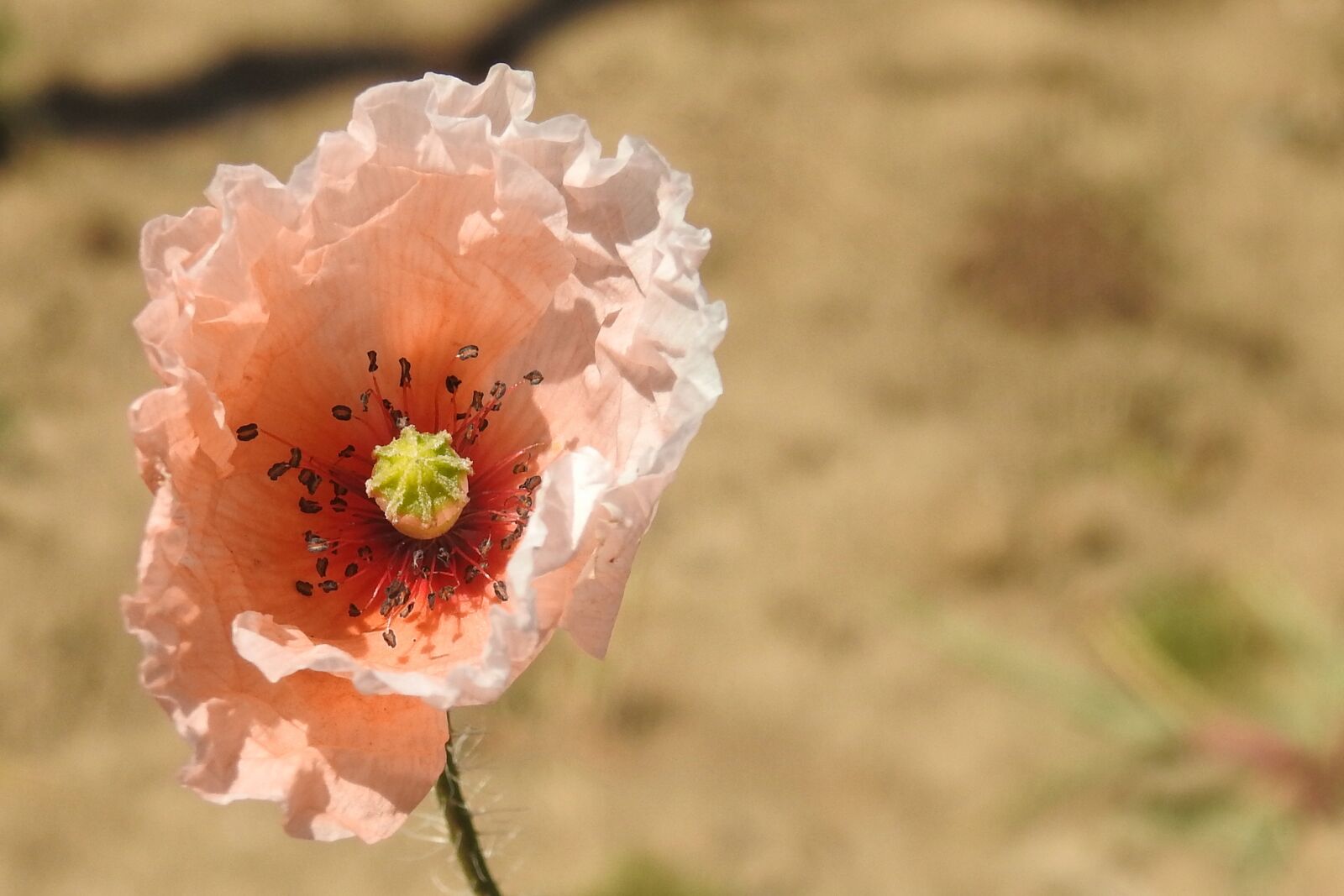 Nikon Coolpix P900 sample photo. Klatschmohn, poppy, poppy flower photography