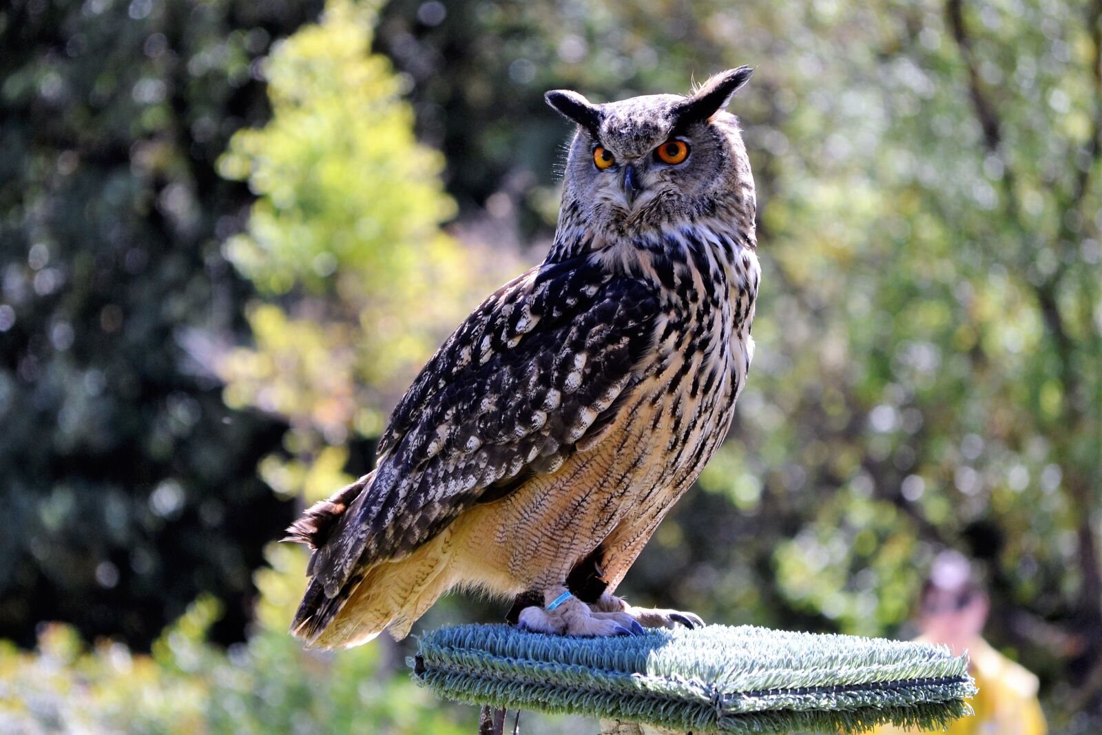 Nikon D3100 sample photo. Owl-real, birds of prey-night photography